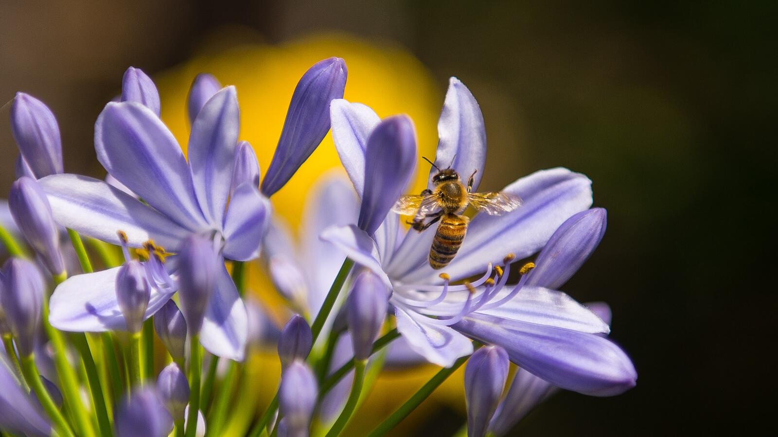 Wallpapers bee terrestrial plant insect on the desktop