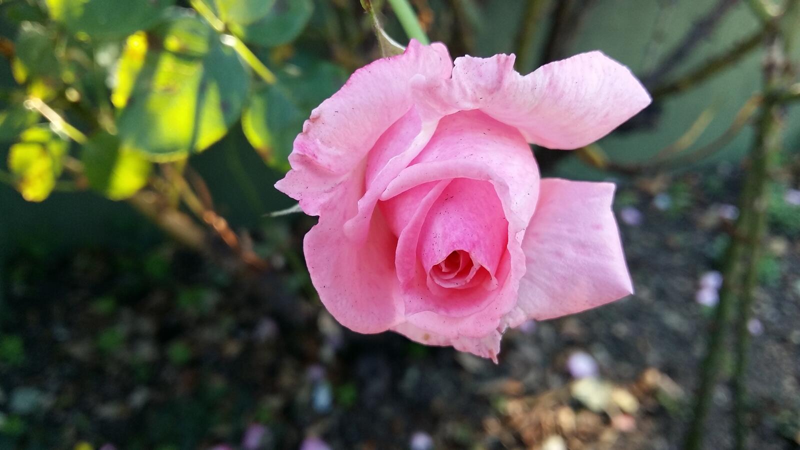 桌面上的壁纸粉红玫瑰 花瓣 新芽