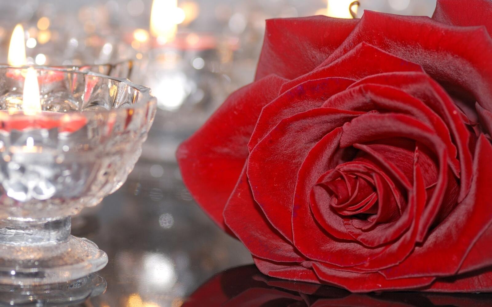 Wallpapers red glass rose on the desktop
