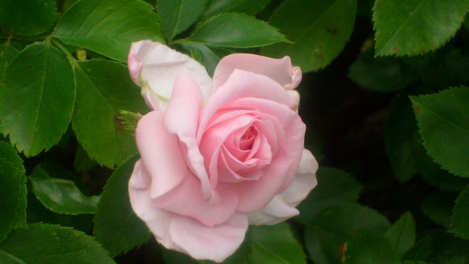 Free photo Rose flower
