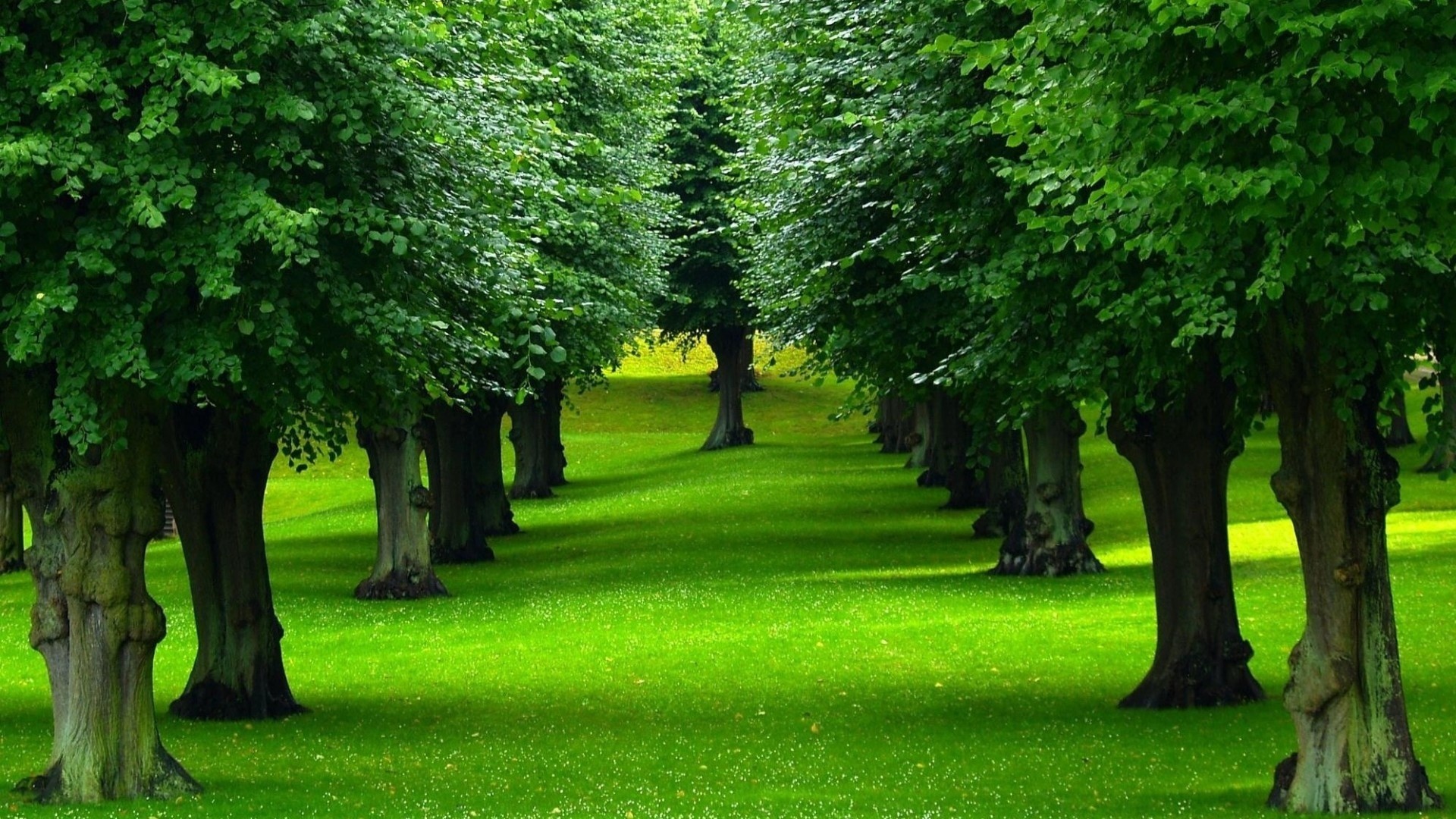 Summer grove in green colors