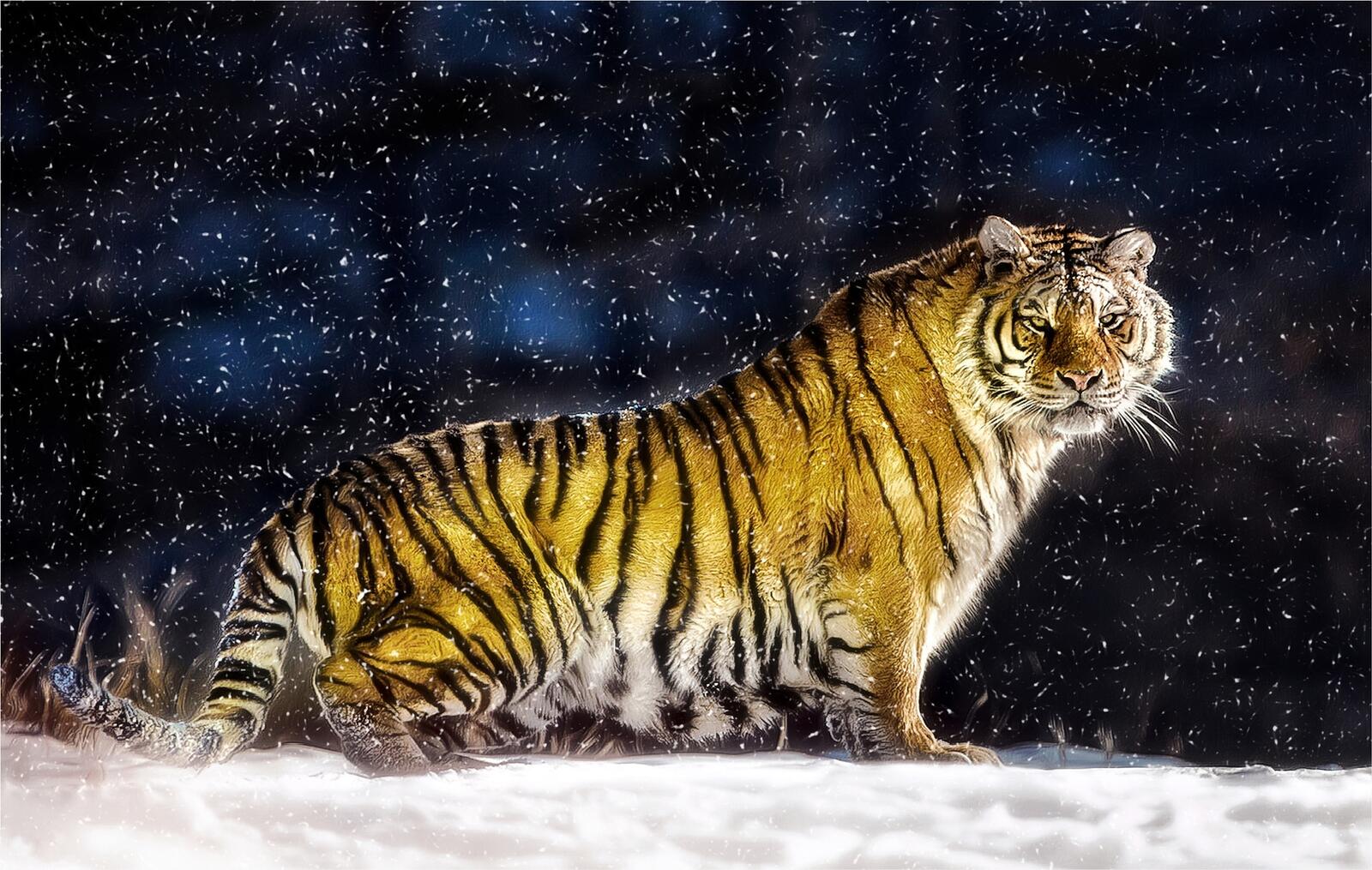Wallpapers big cat tiger snow on the desktop