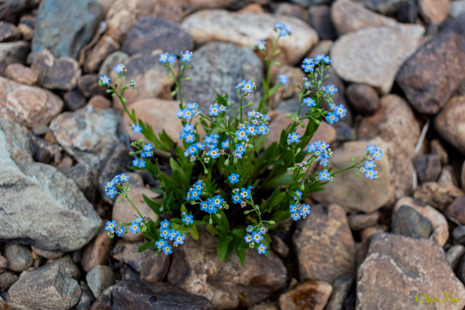 Бесплатное фото Голубые цветочки