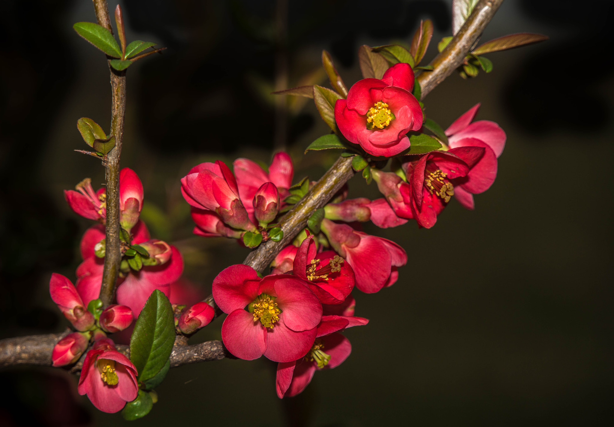 Обои флора весна красные цветы на рабочий стол