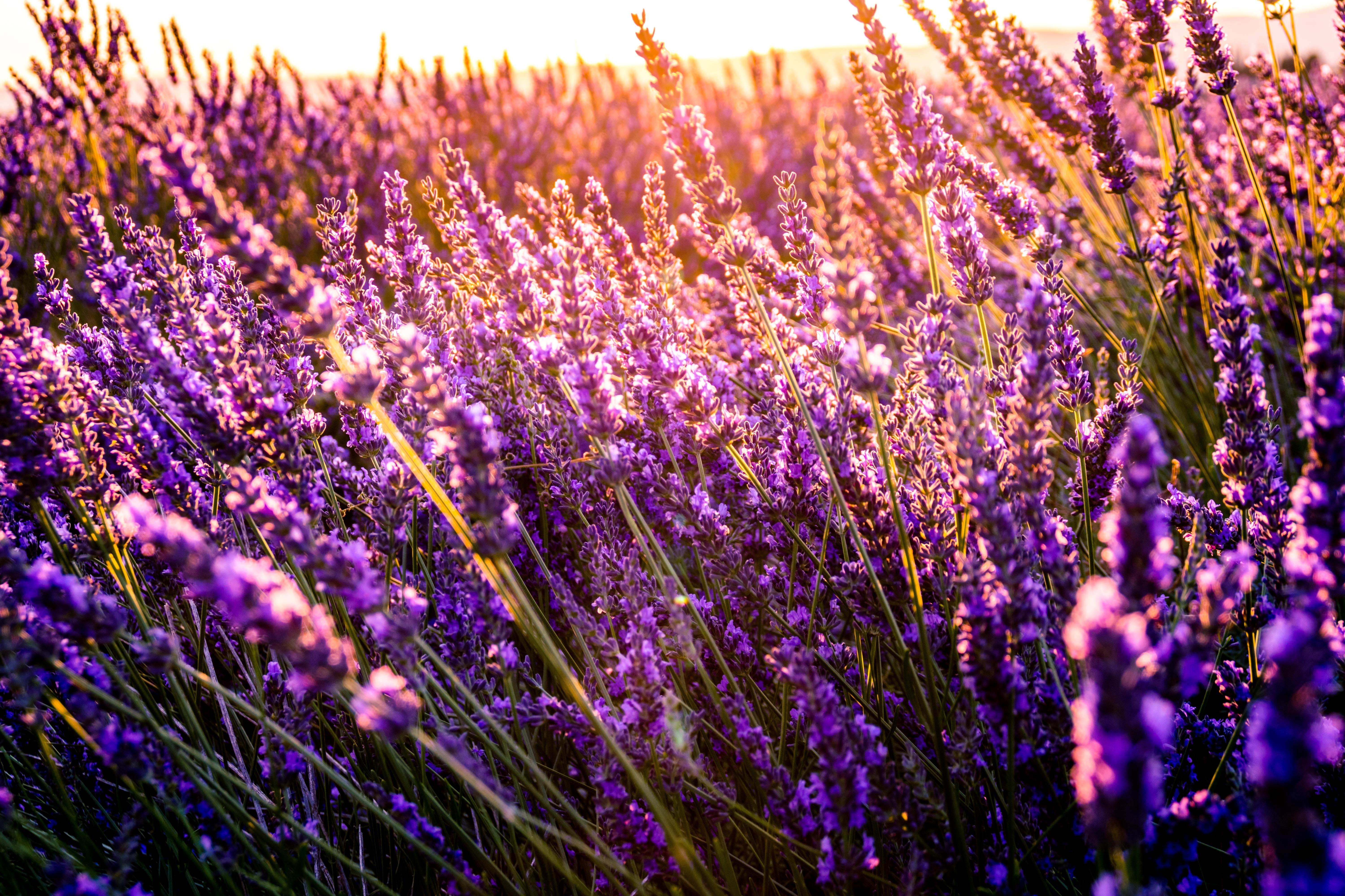 Фото бесплатно пурпурные цветы, солнечный свет, обои лаванда