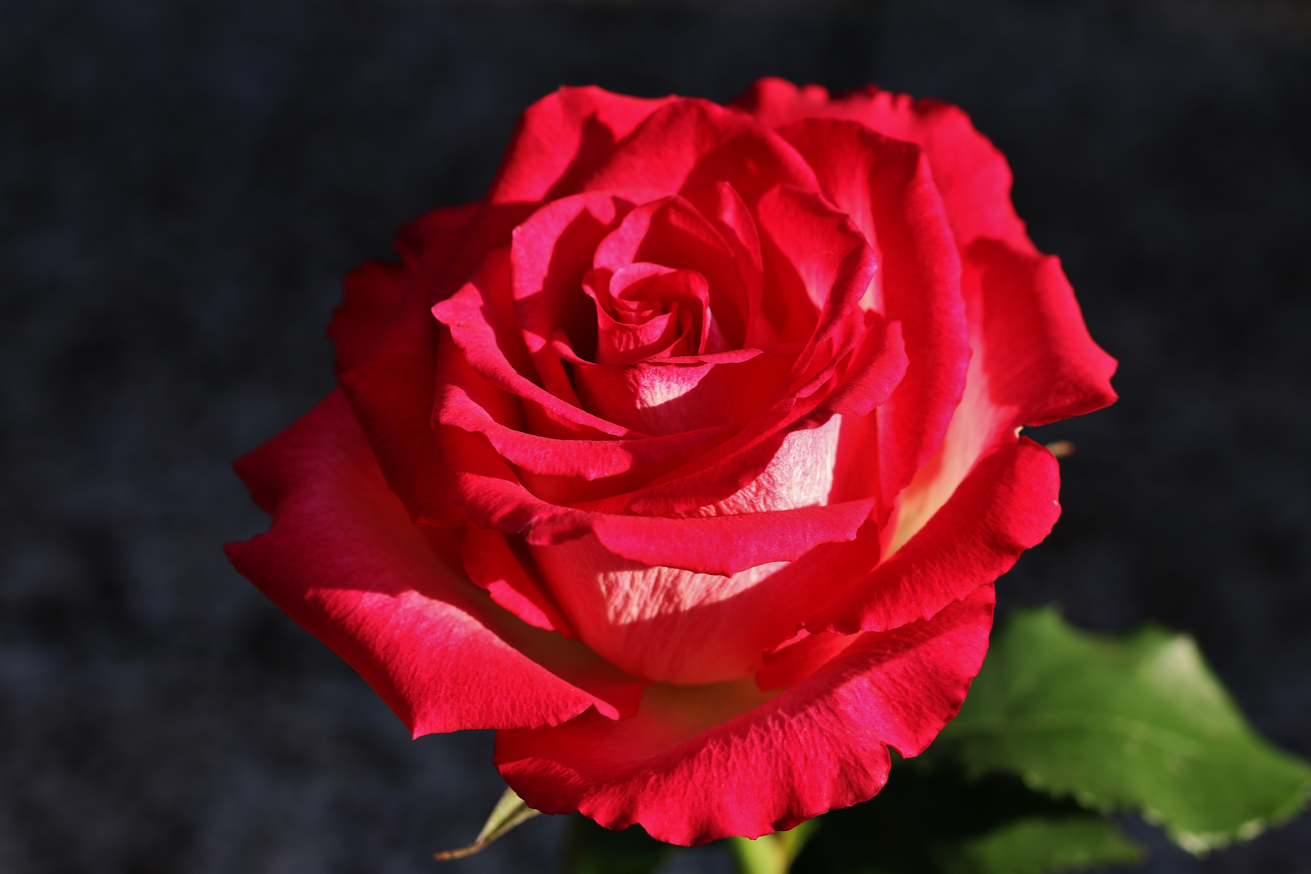 Бесплатное фото Красная роза