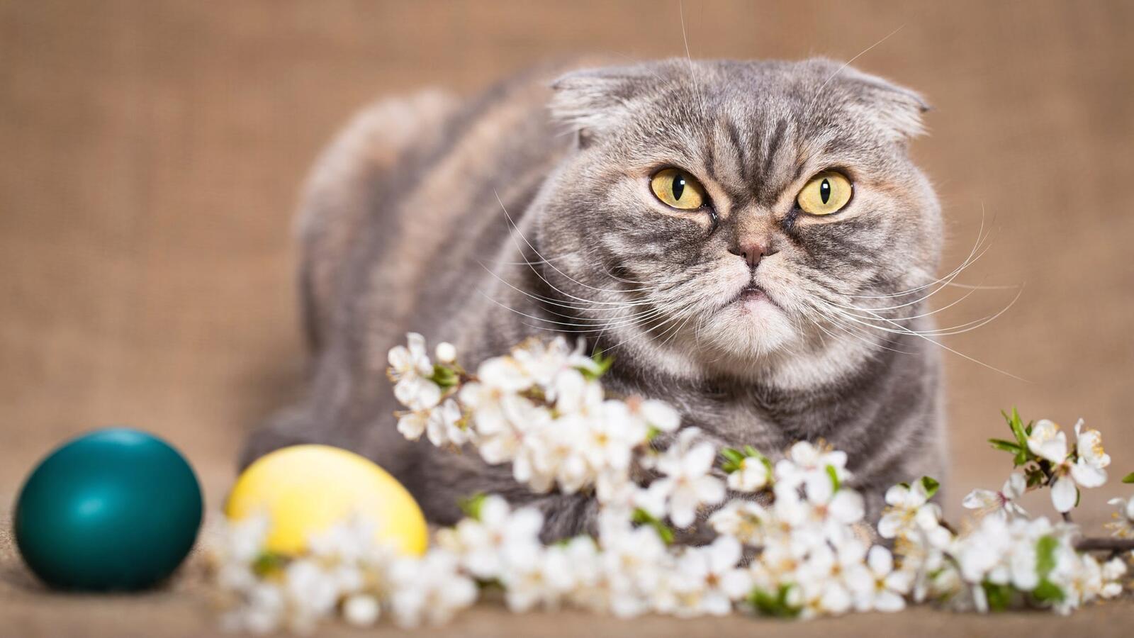 桌面上的壁纸猫 鲜花 复活节彩蛋