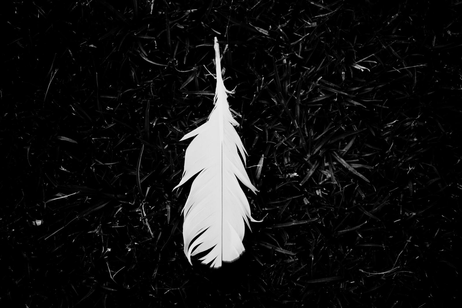Wallpapers feather black and white monochrome on the desktop