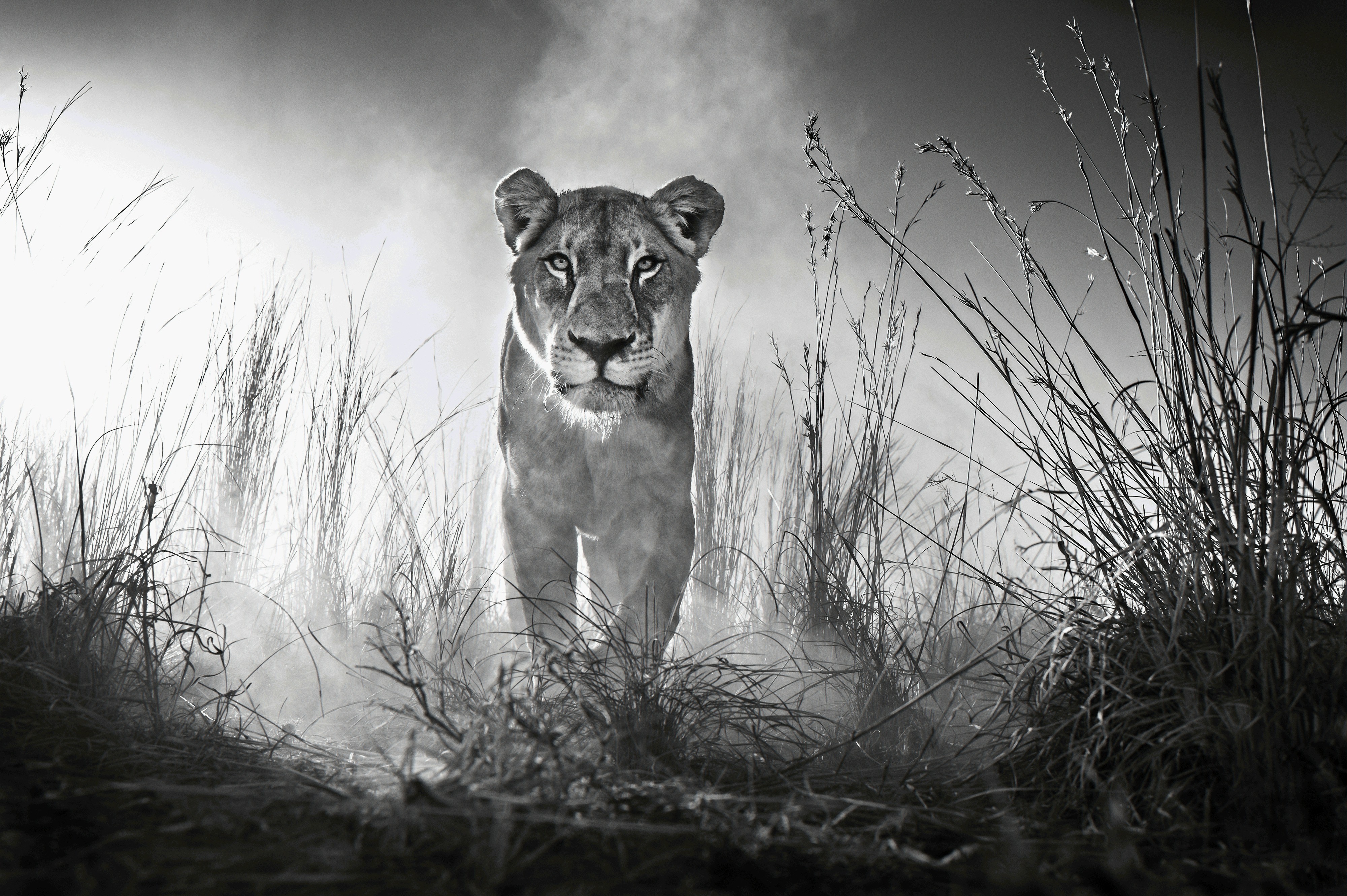 Wallpapers lion animals black and white on the desktop