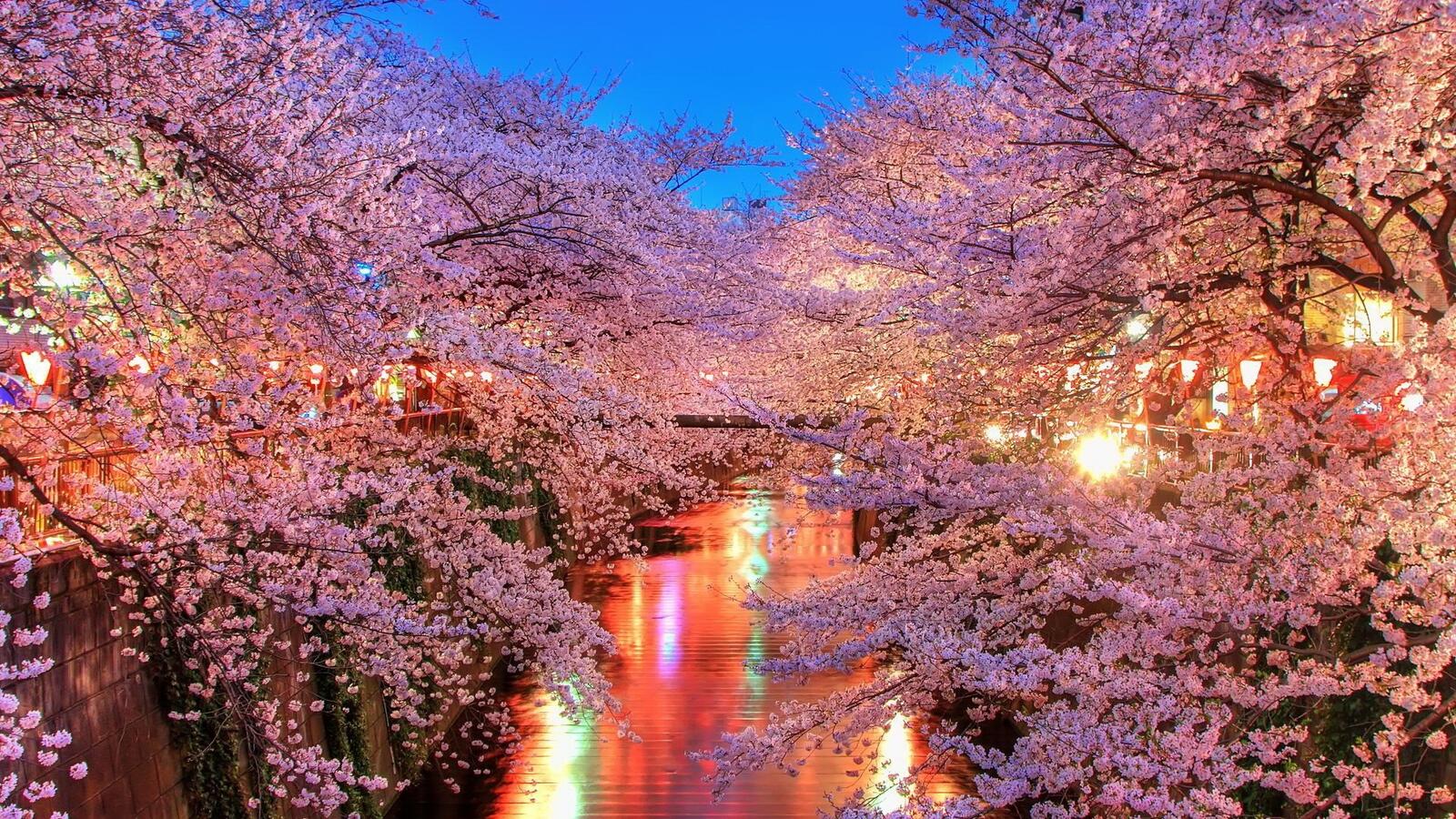 Бесплатное фото Цветущая вишня у берегов реки в городе