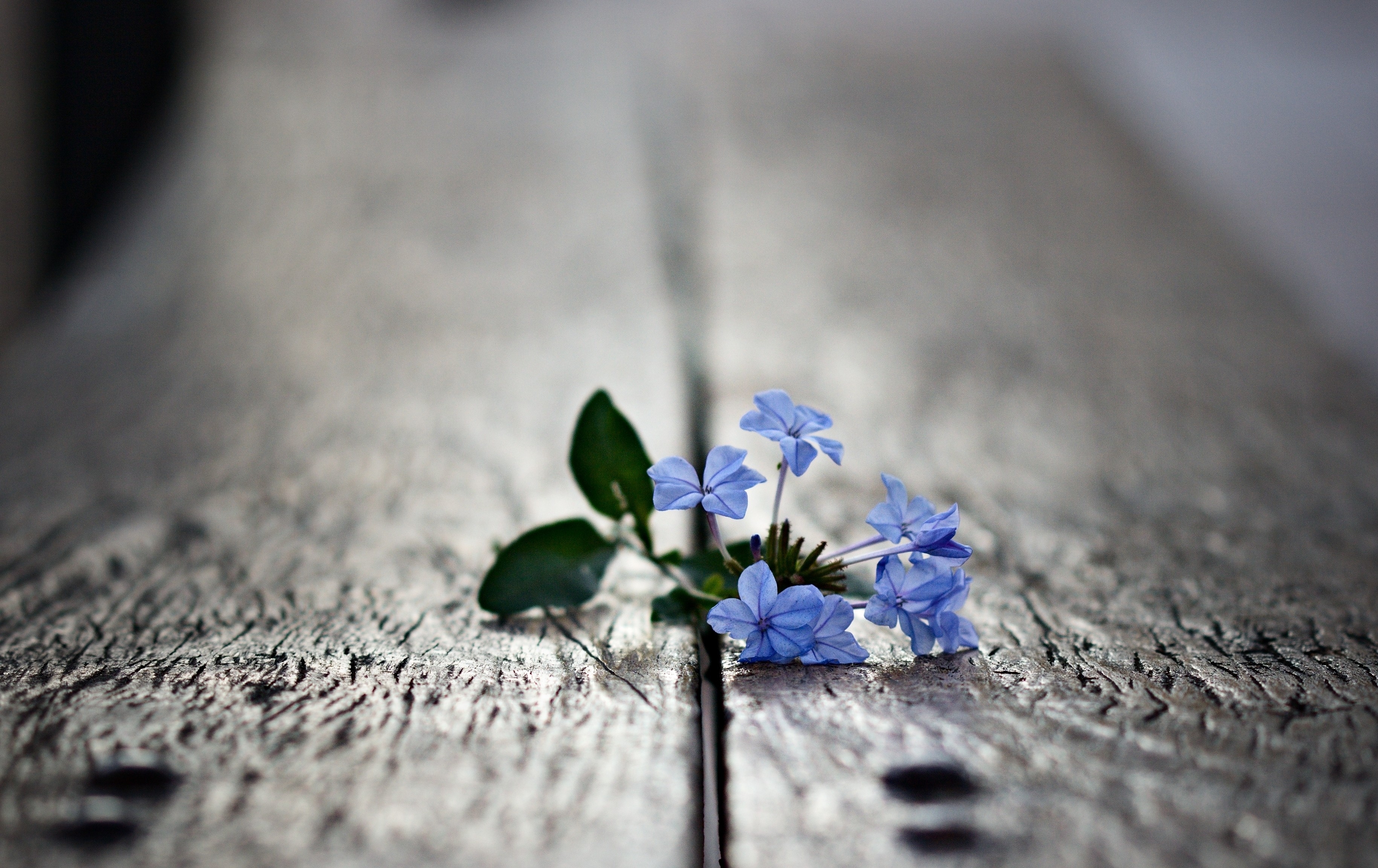 桌面上的壁纸宏观 蓝色花朵壁纸 花瓣