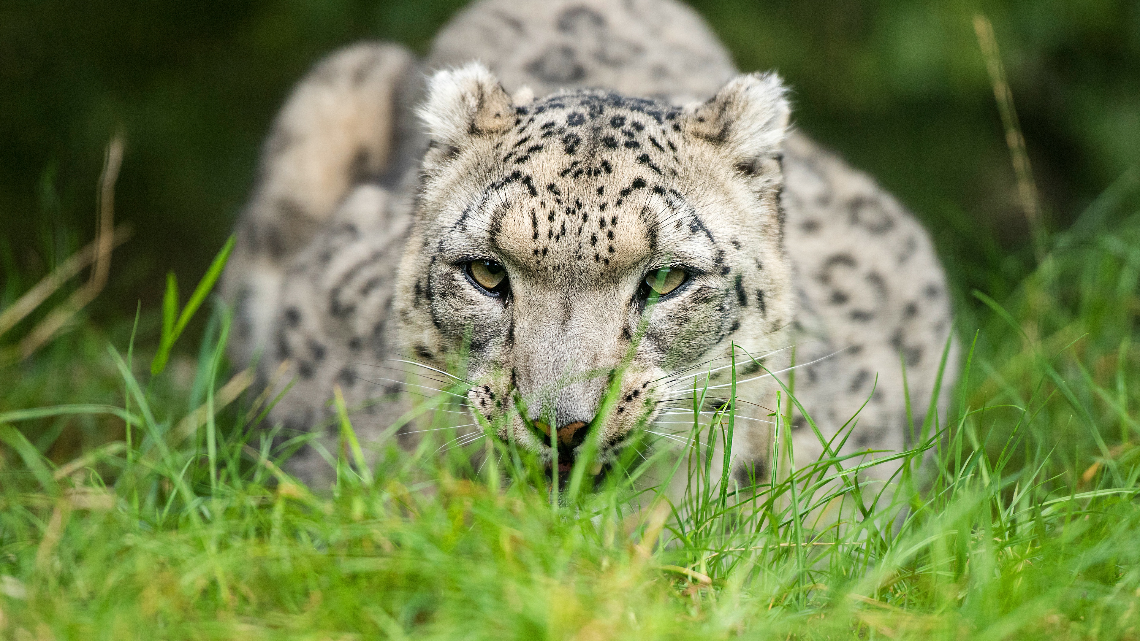 Wallpapers cats predator snow leopard on the desktop