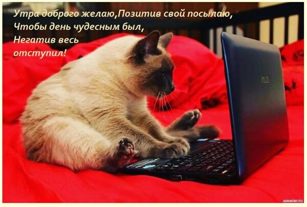 Открытка на тему кошка ноутбук стих бесплатно