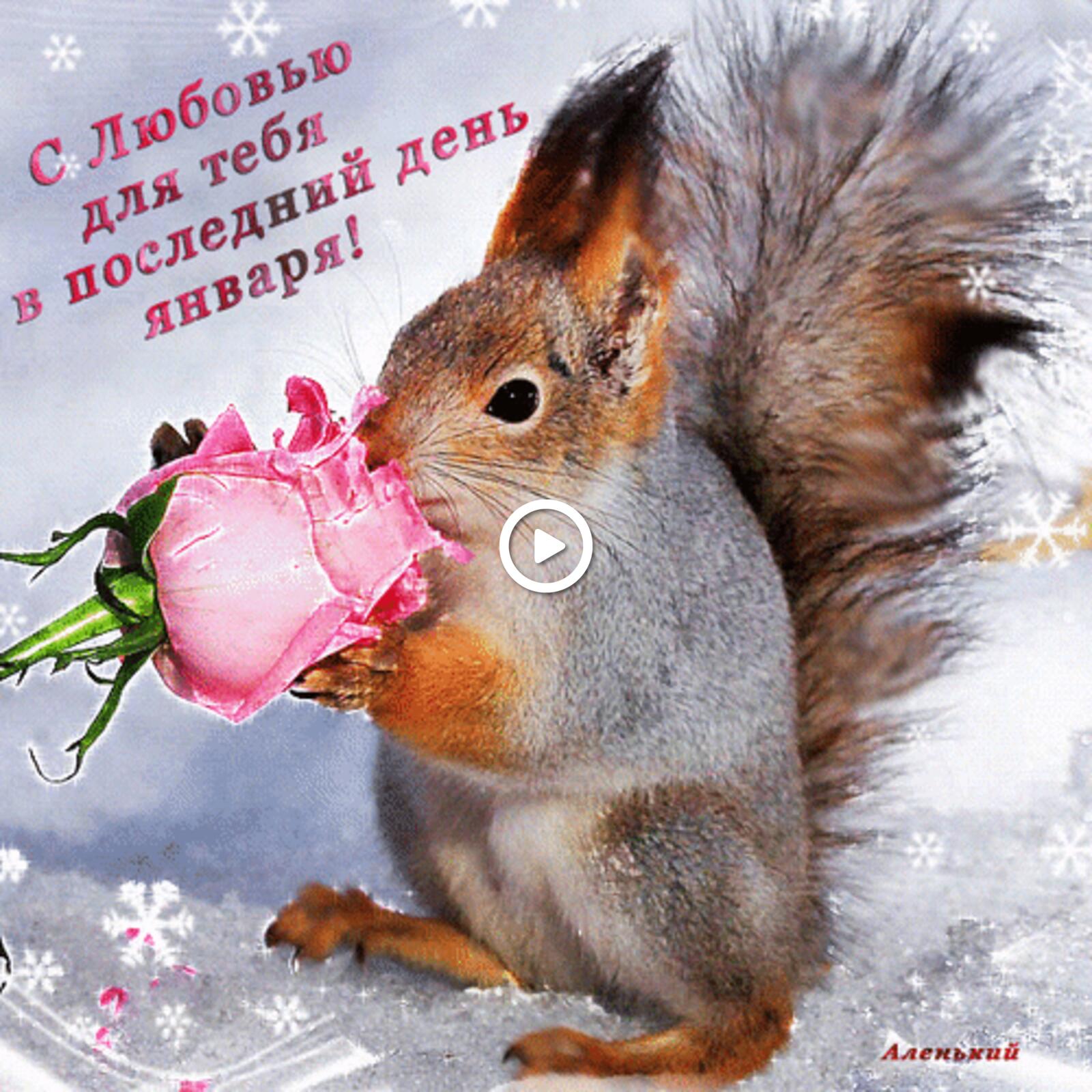 A postcard on the subject of squirrel good morning wishes in pictures funny humorous moods for free