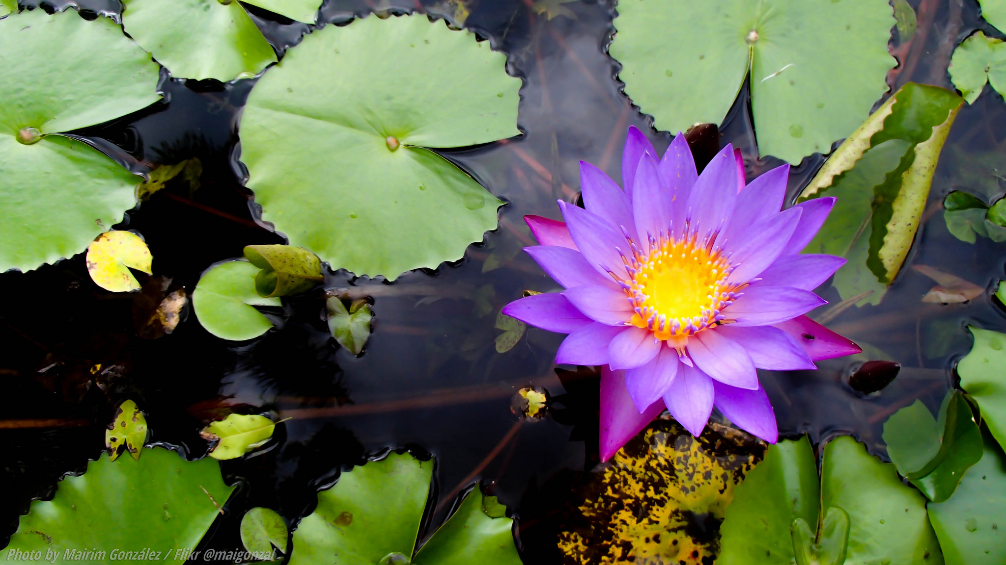 Фото бесплатно цветок, водяная лилия, водная красота