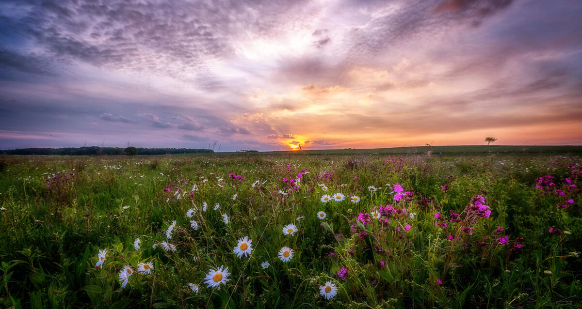 Download sunset, chamomile picture