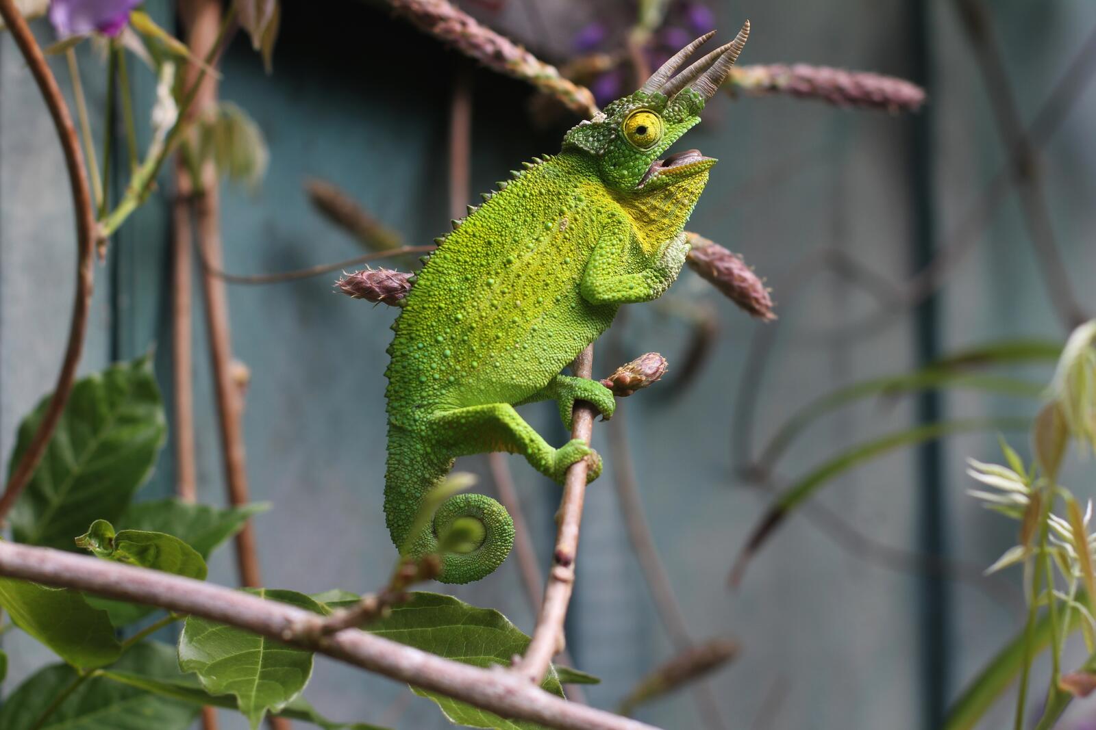Wallpapers chameleon green lizard reptile on the desktop