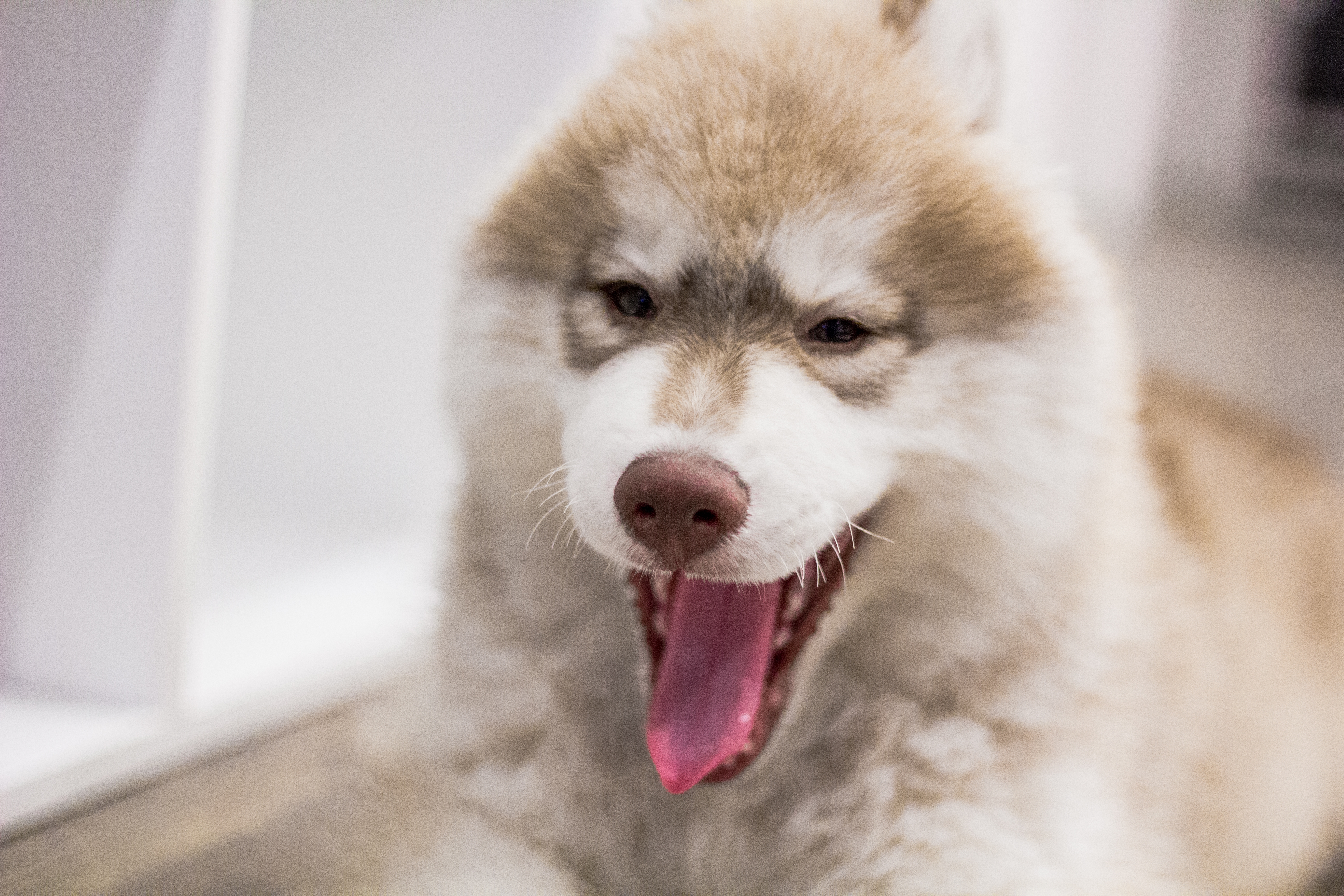 Фото бесплатно собака, зевота, язык