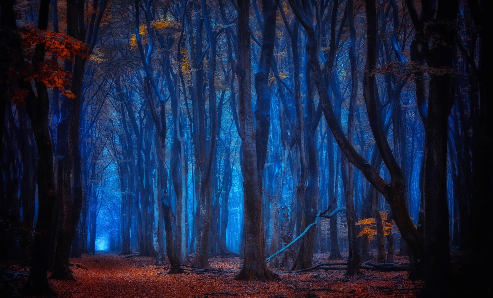 免费照片照片中的黄昏，森林