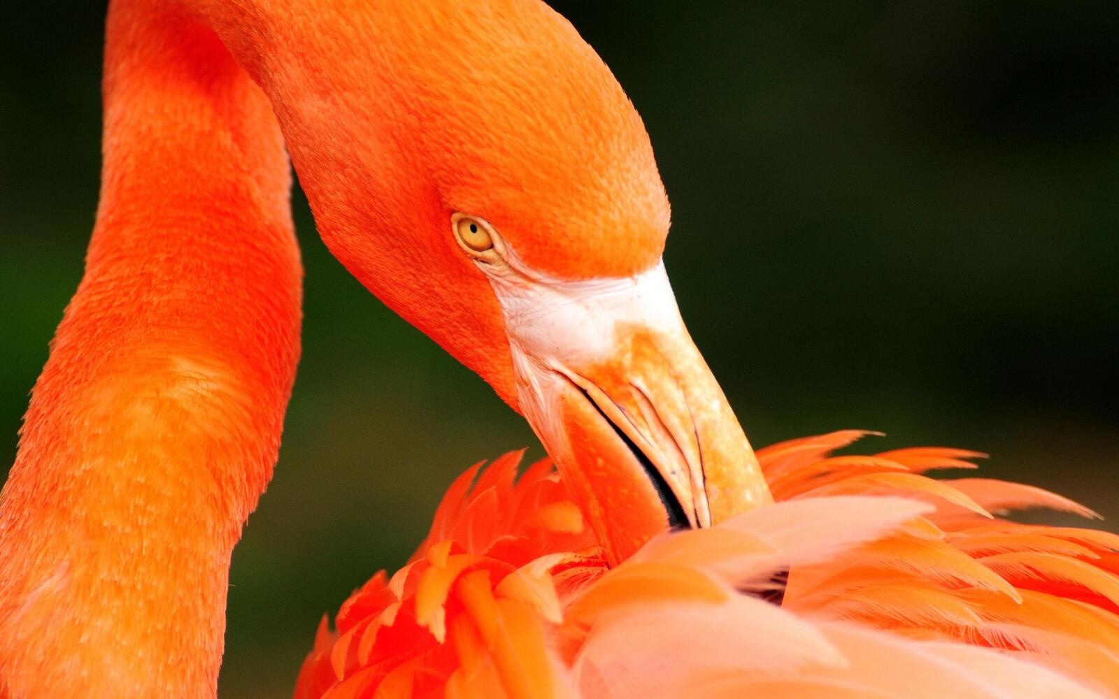 Обои обои фламинго оранжевый оперение на рабочий стол
