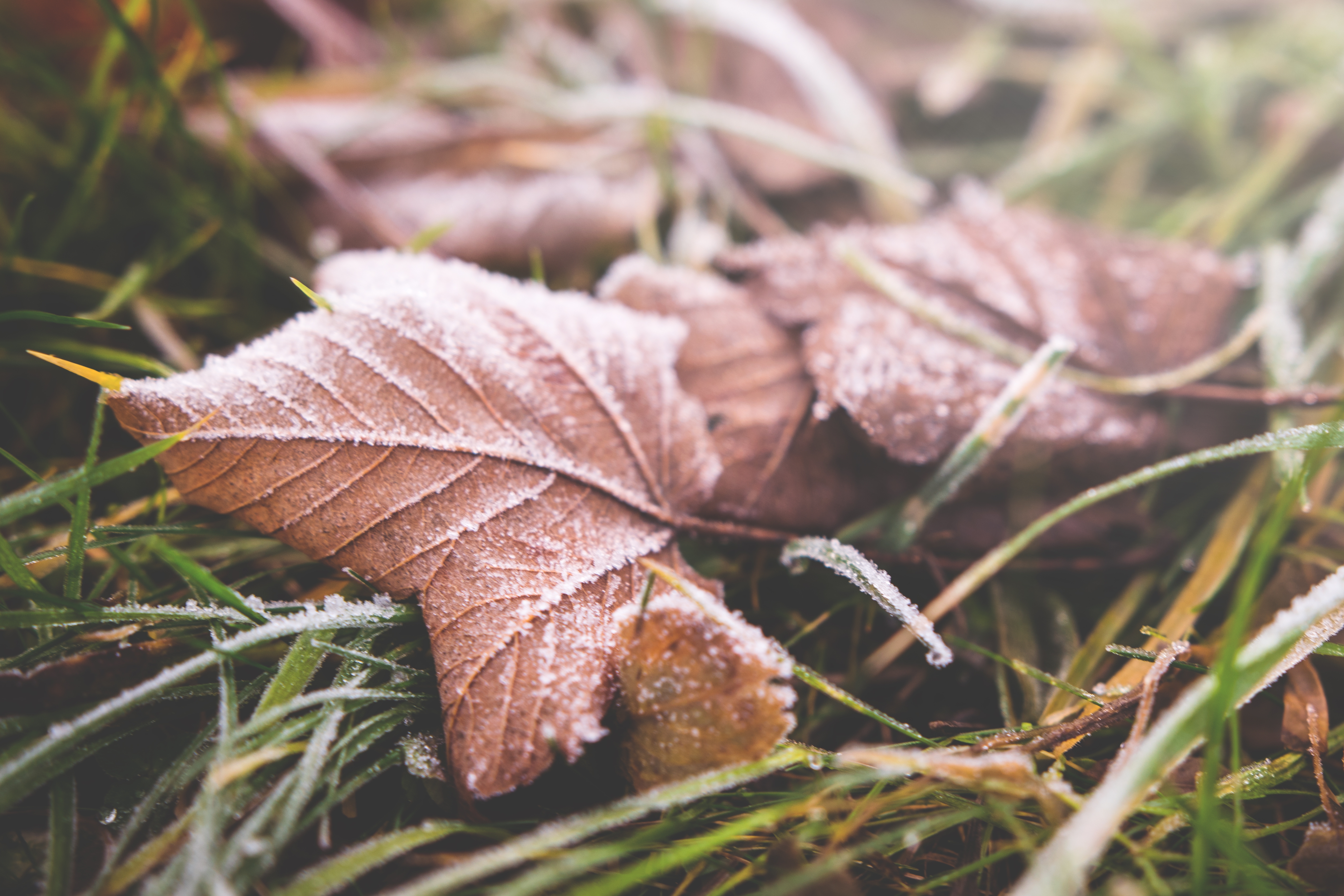 Фото бесплатно мороз, обои листья, сухие листья