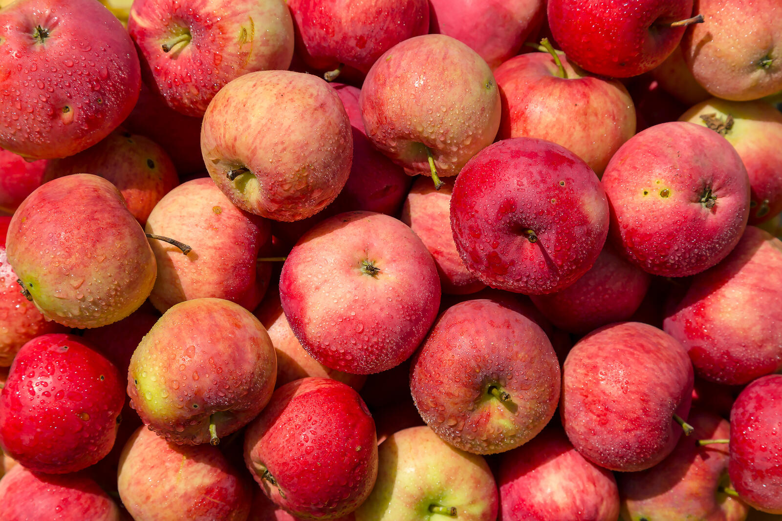 Free photo Apple harvest