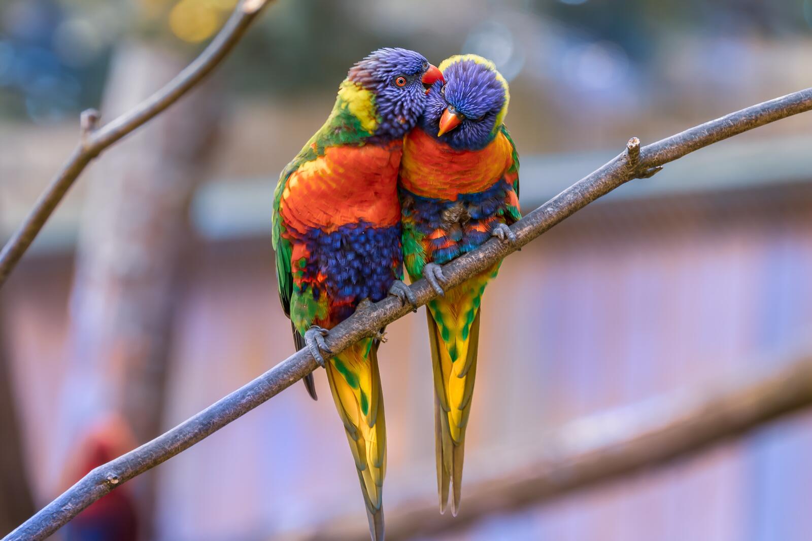 Wallpapers branch birds wallpaper rainbow lorikeet parrots on the desktop