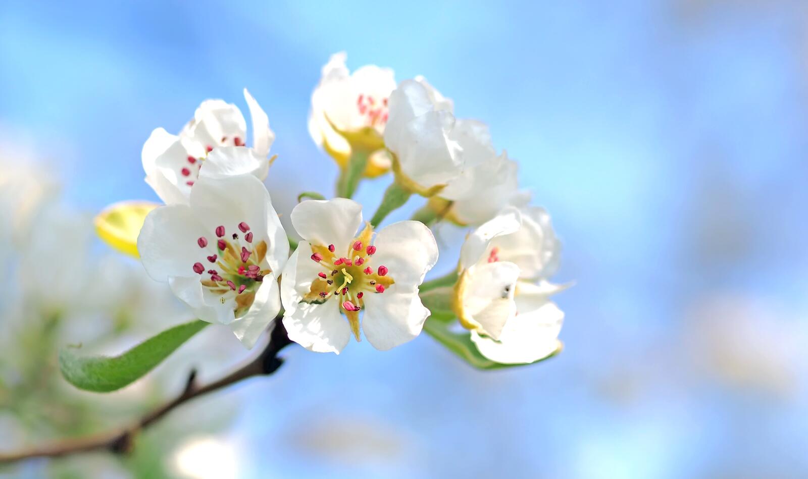 Бесплатное фото Цветы цветущей яблони