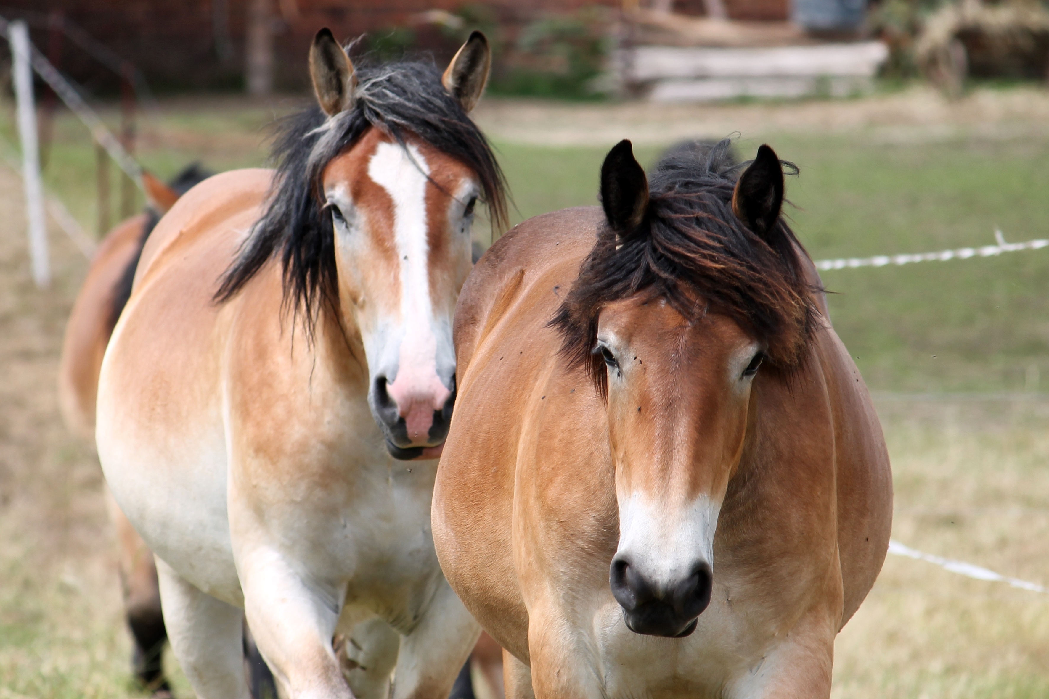 Фото бесплатно лошади, обои ферма, ходить