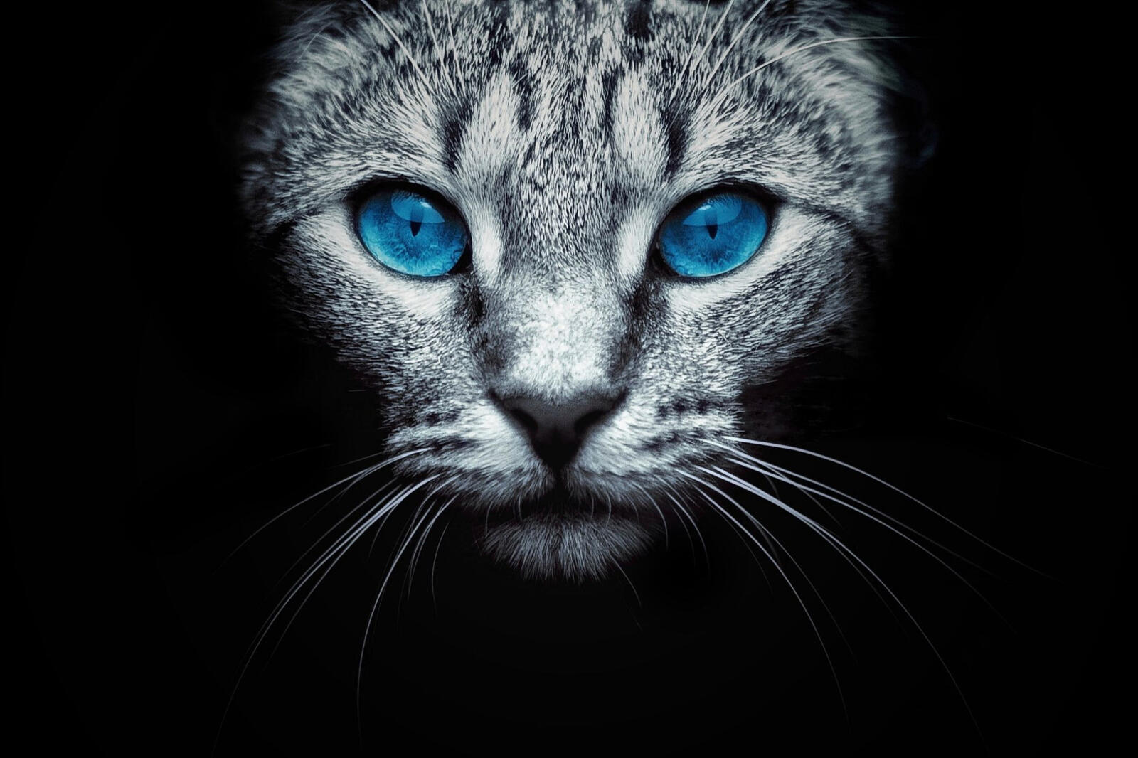 Wallpapers blue eyes black background cat on the desktop