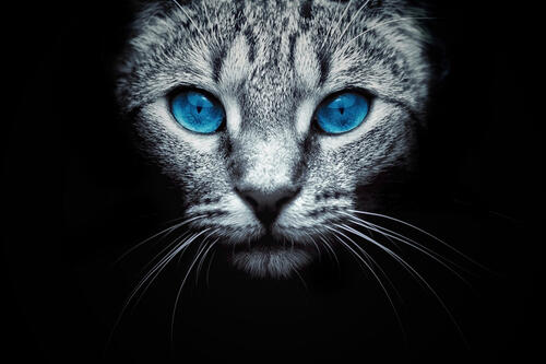 голубые глаза черный фон кошка