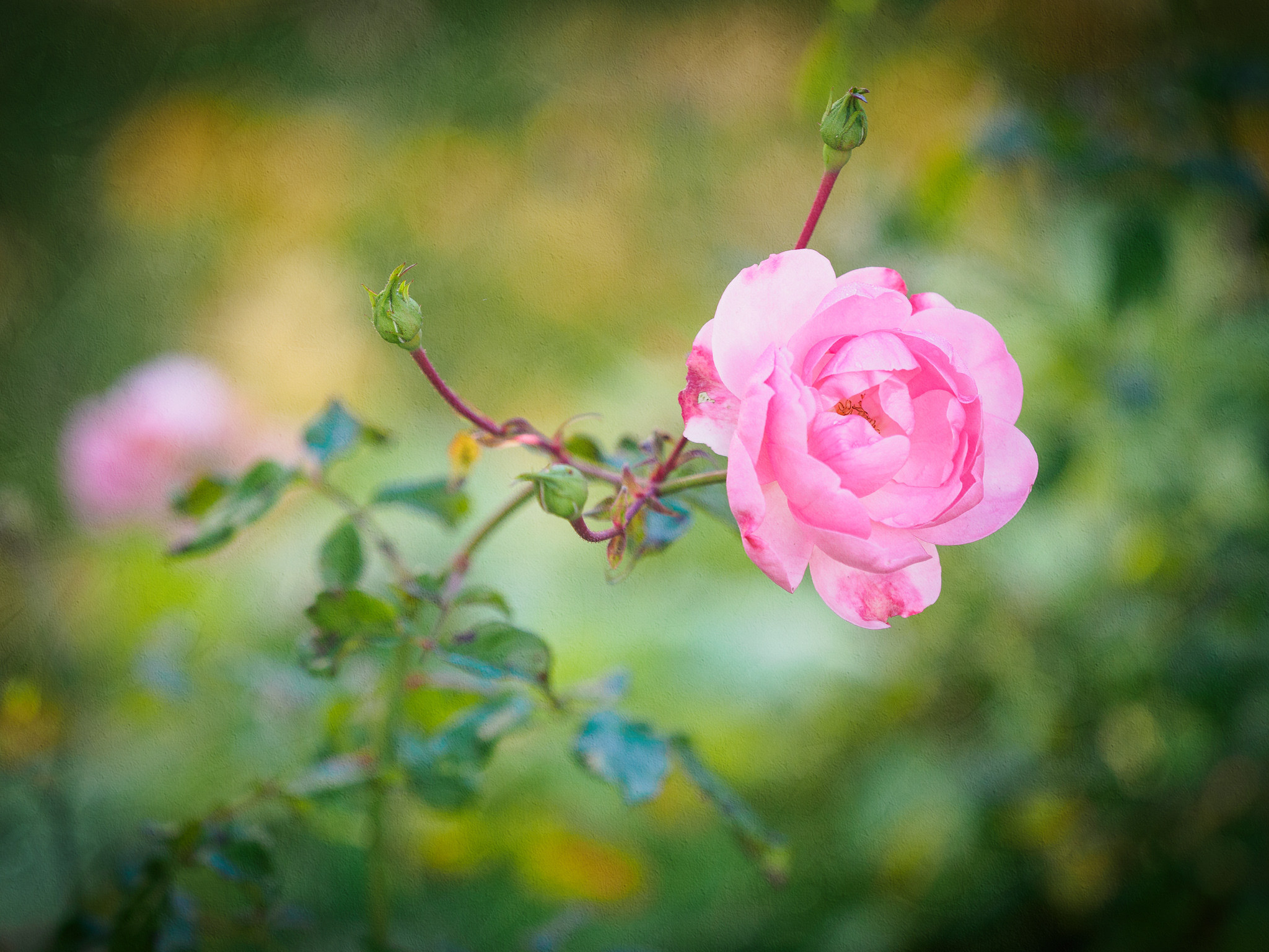 Photo free flora, flowers, rose bud