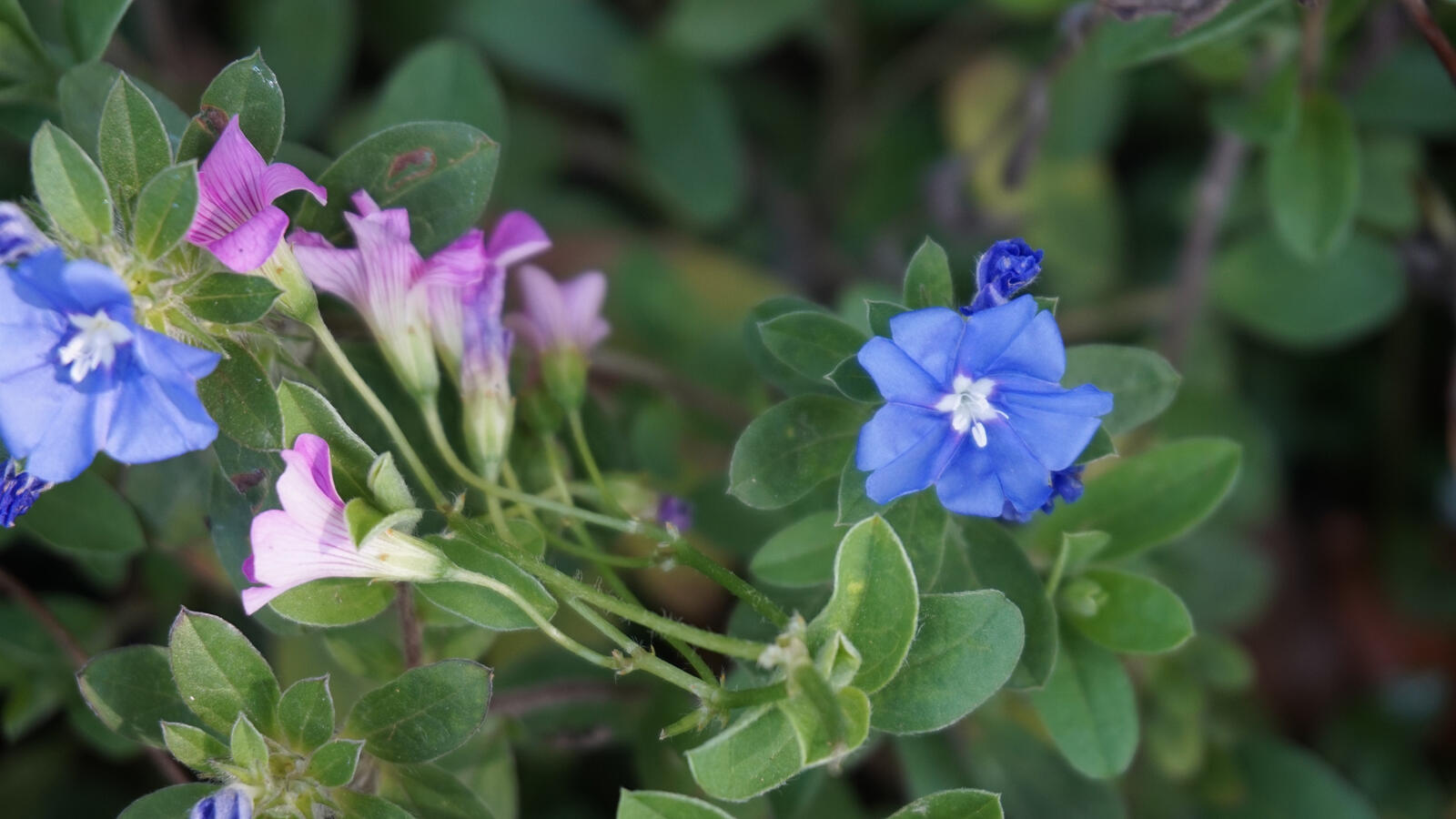 Обои обои голубые цветы кустарник зеленые листья на рабочий стол