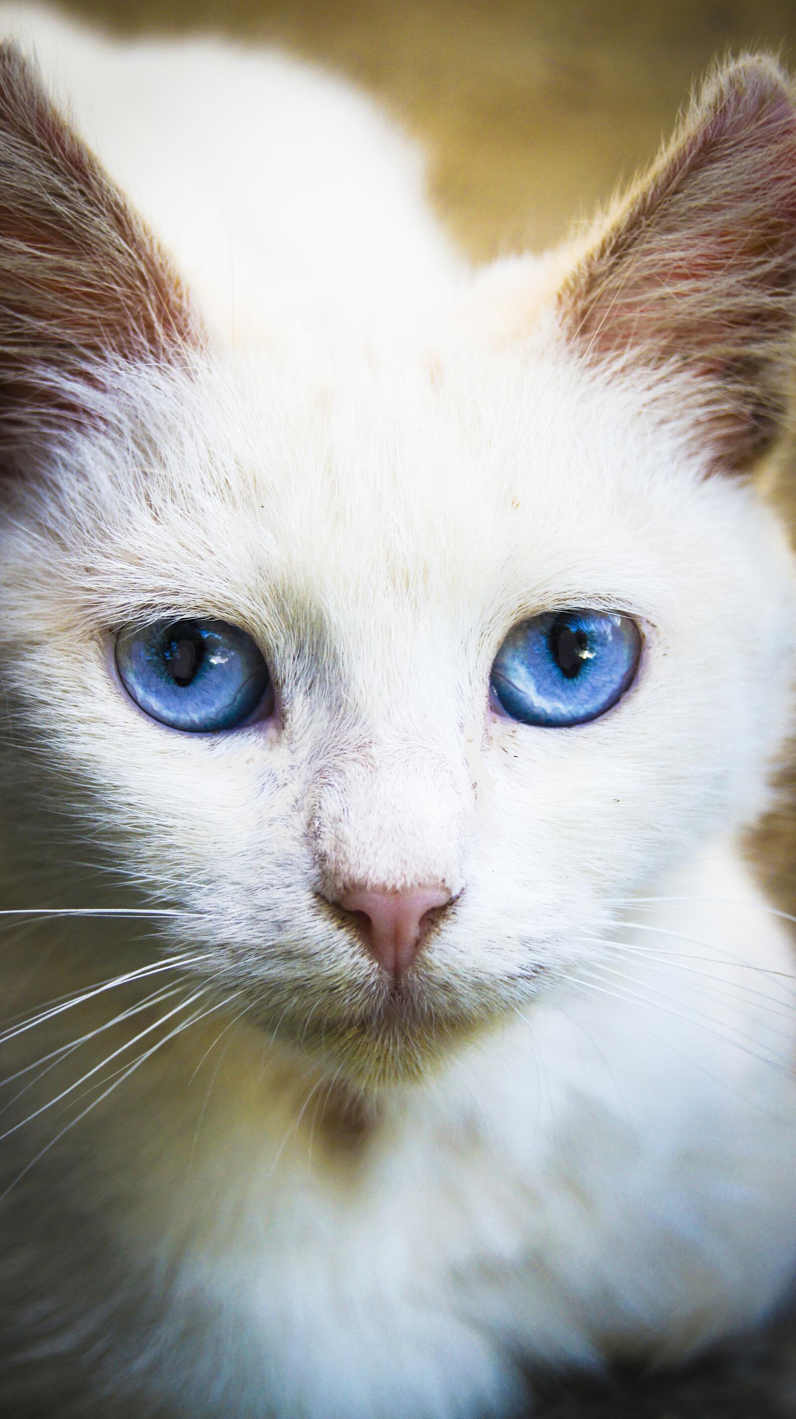Кошка.Голубые глаза.Белая кошка.