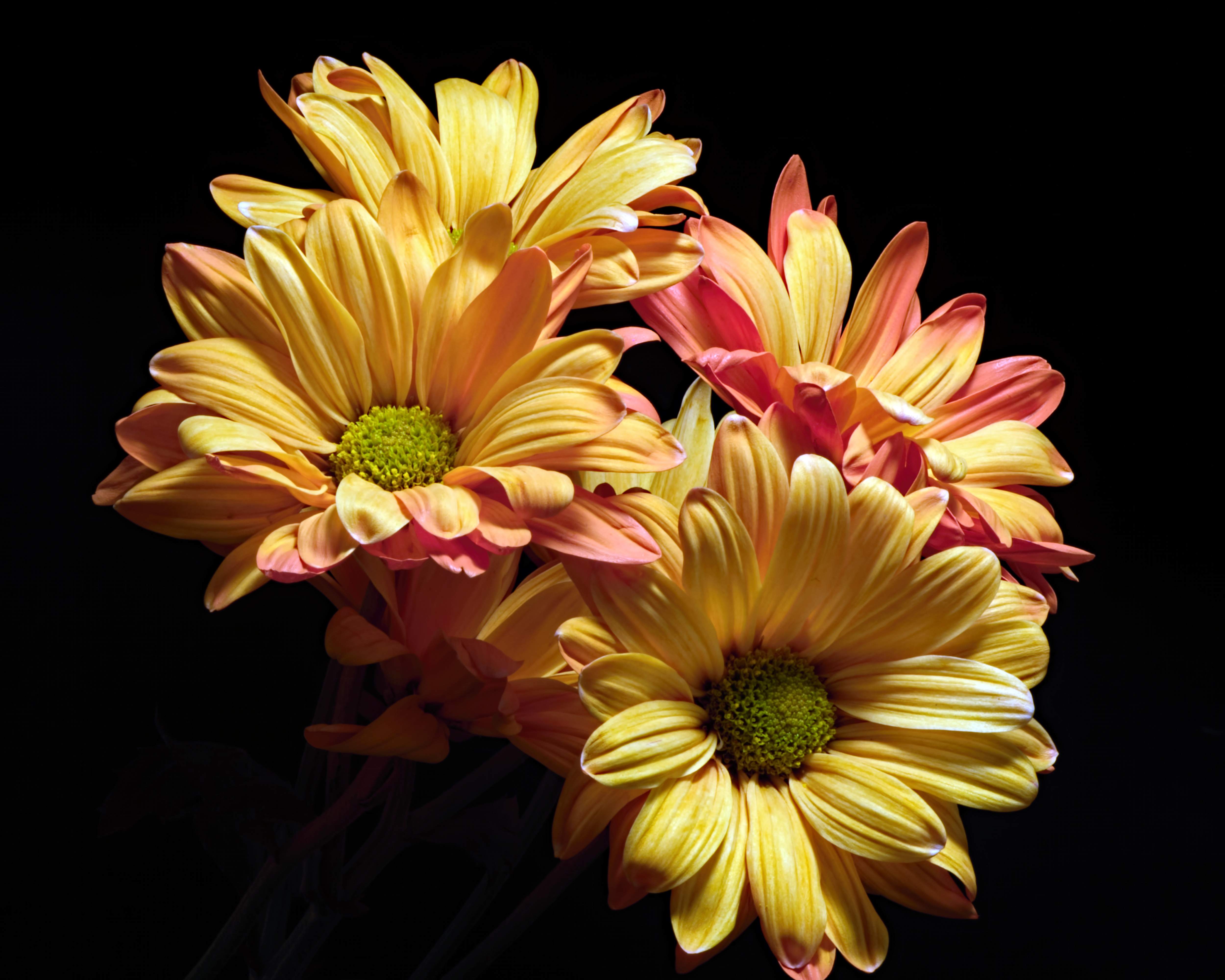 Фото цветок хризантемы макросъемка - бесплатные картинки на Fonwall