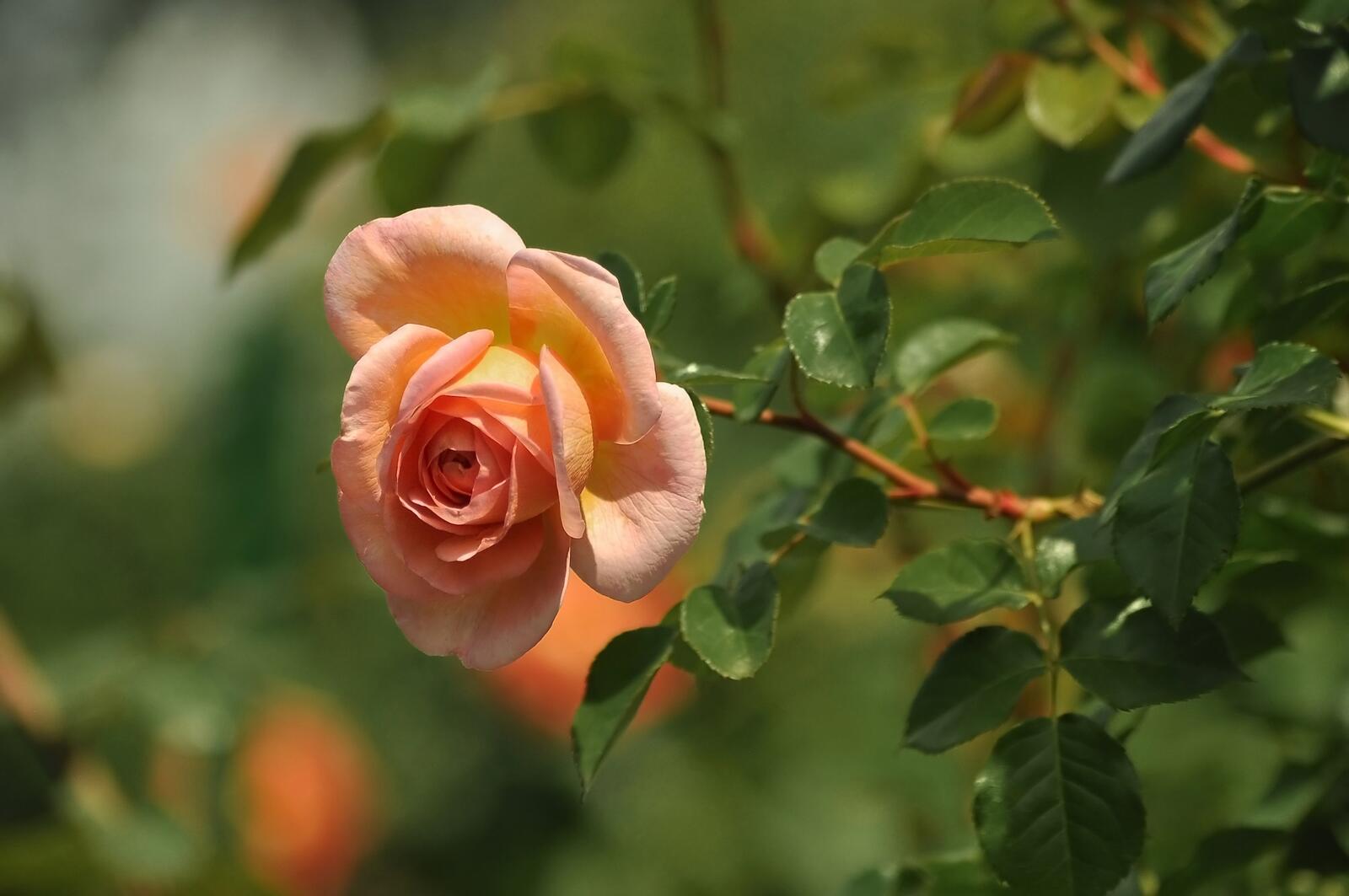 Обои розовая роза лепестки ветви на рабочий стол