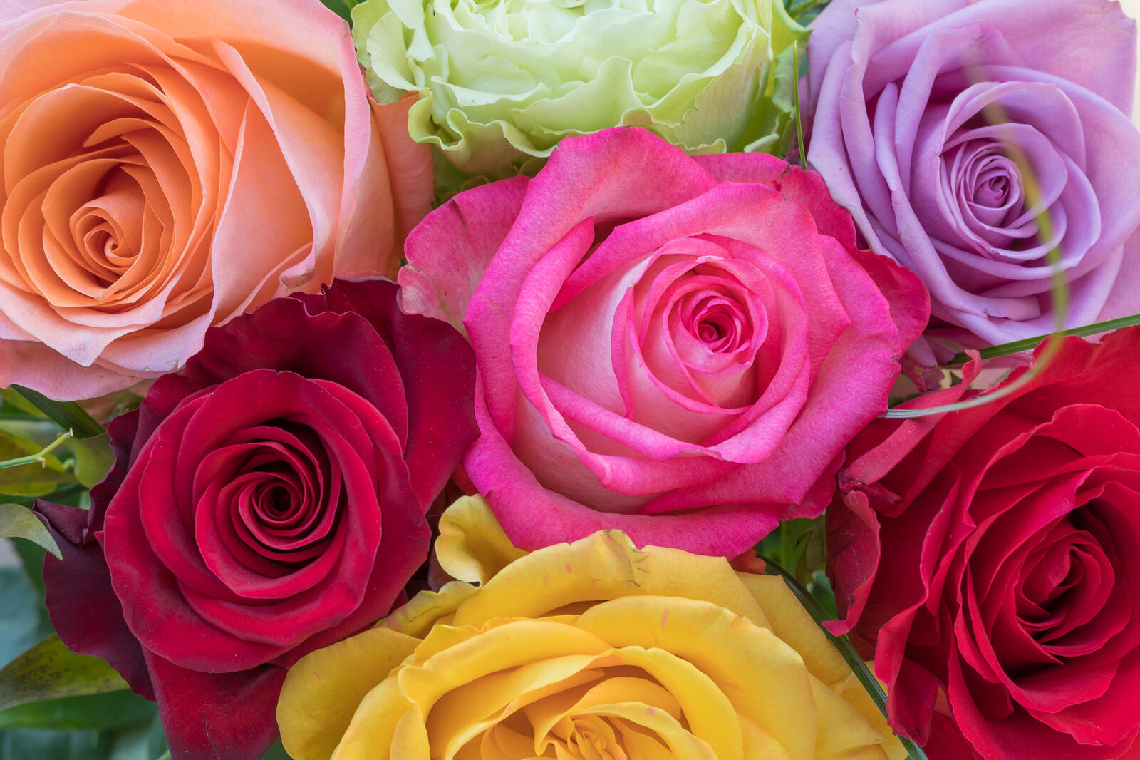 Обои роза цветочный фон цветы на рабочий стол