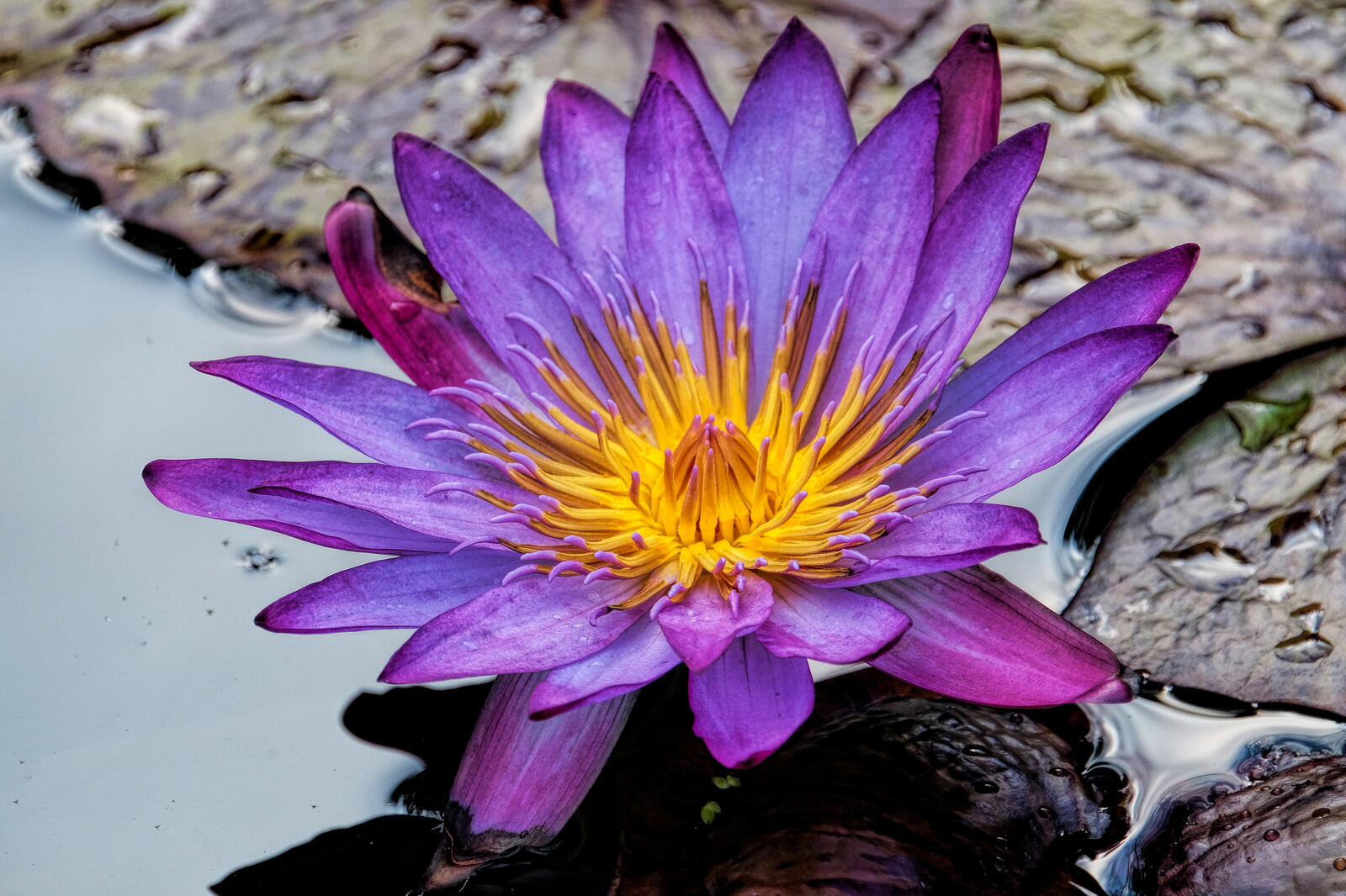 Обои фиолетовый цветок водяная лилия цветок на рабочий стол
