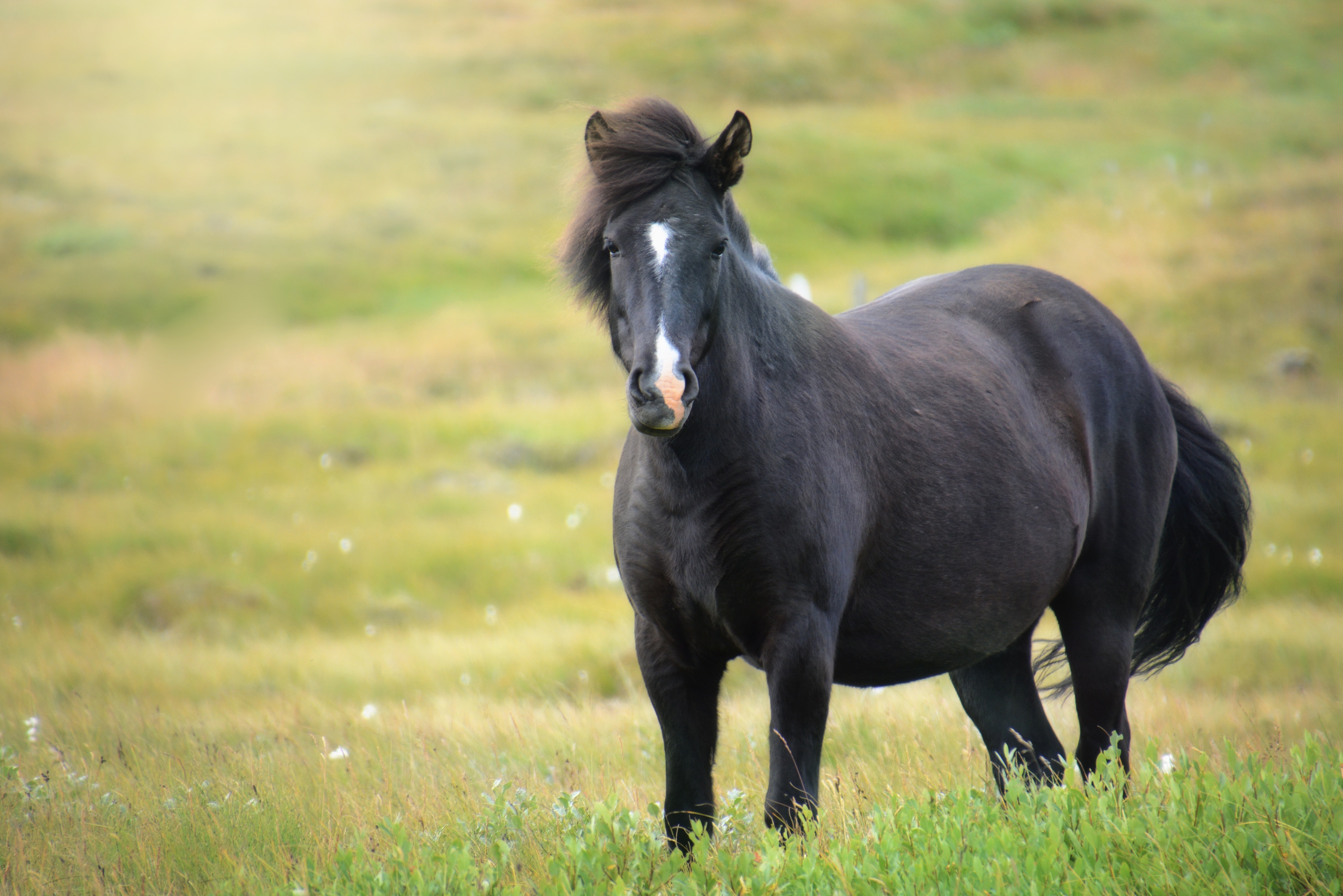 Фото бесплатно лошадь, черный, трава