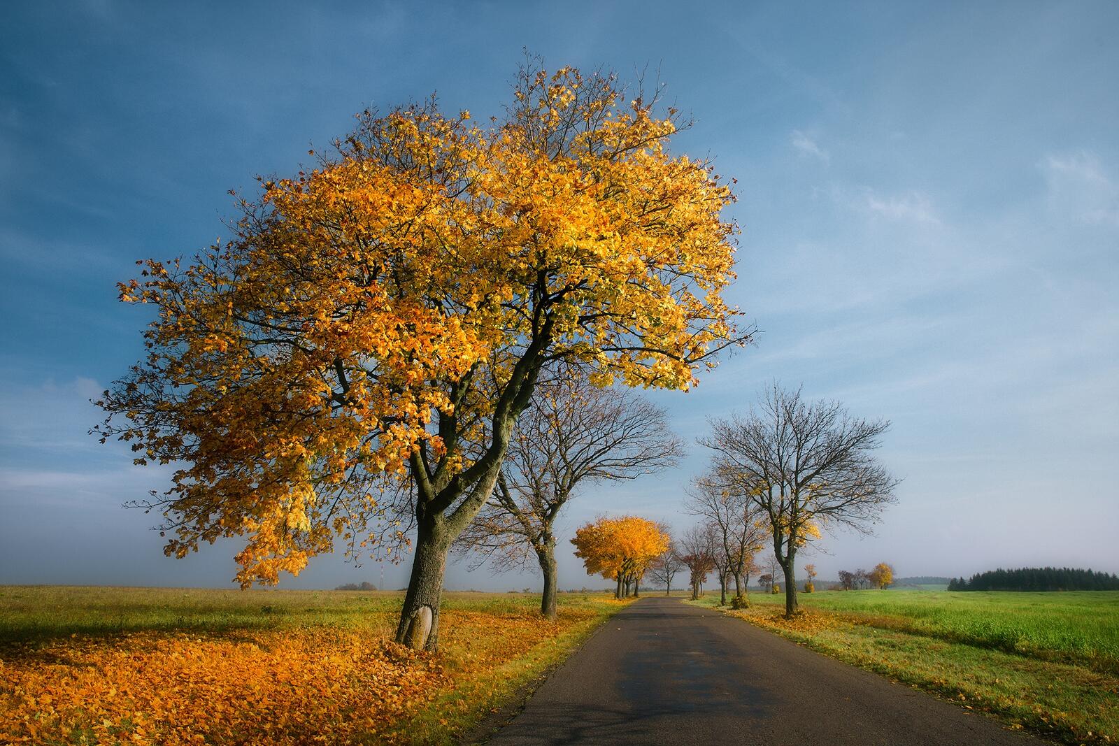 Wallpapers autumn leaves landscape field on the desktop