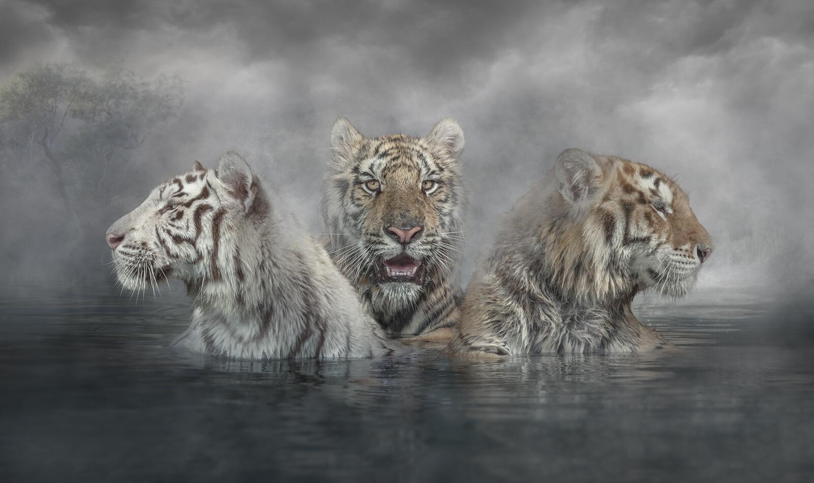 Wallpapers three art tigers on the desktop