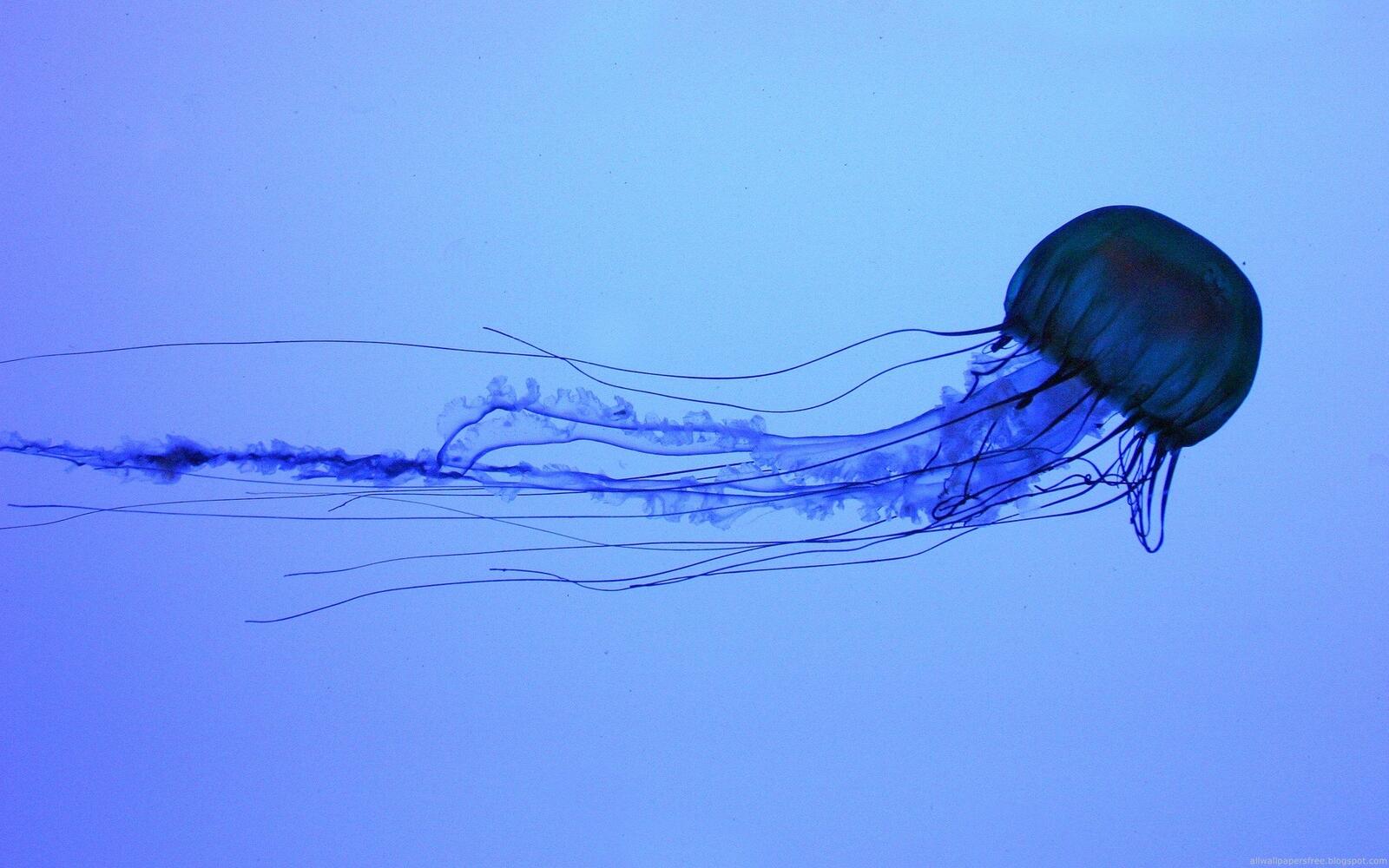 вода синий медузы