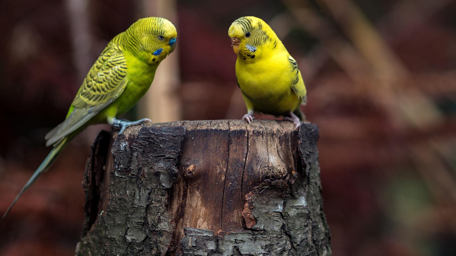 Wallpapers stump feather wallpaper budgerigars on the desktop