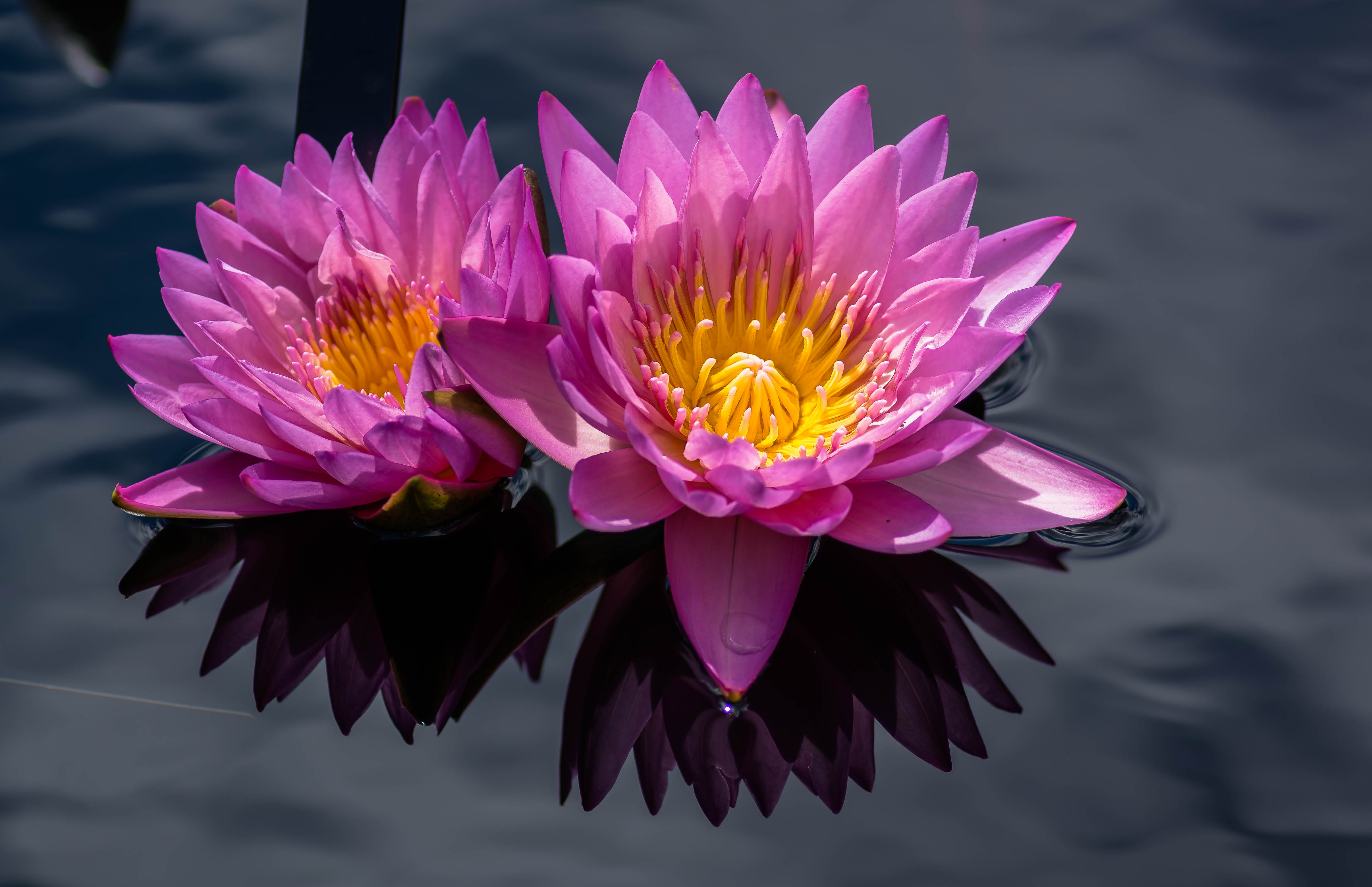Обои водяные лилии цветы красивые цветы на рабочий стол