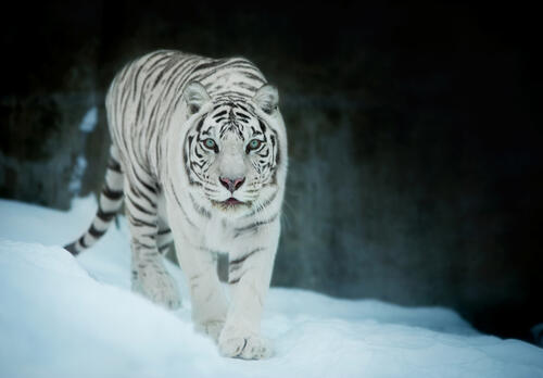 A white tiger looks at the photographer
