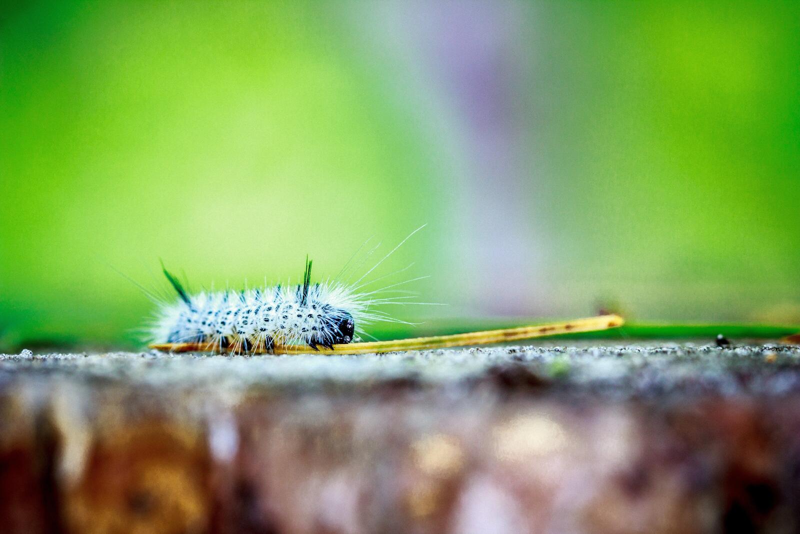 Wallpapers caterpillars macro insects on the desktop