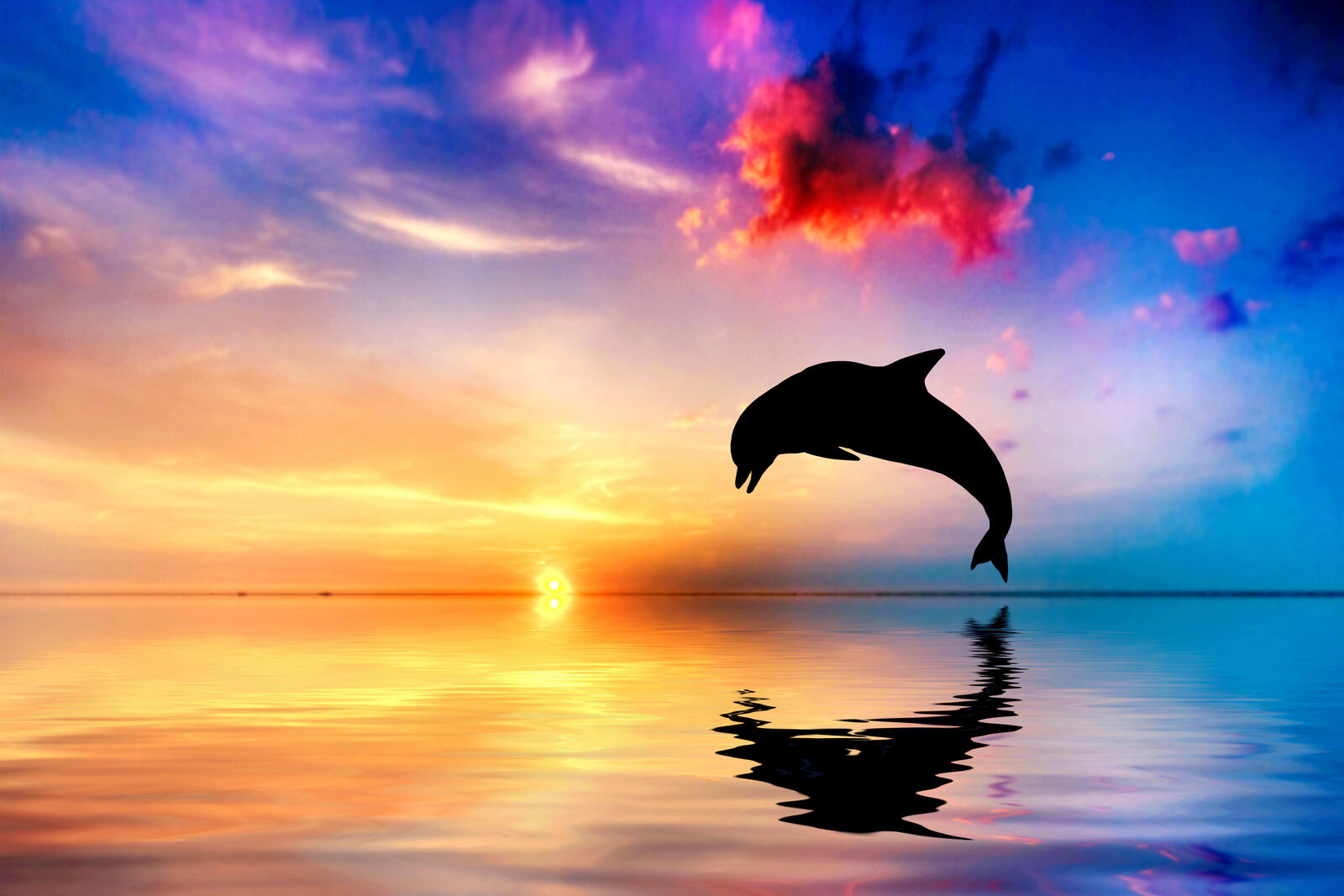 Wallpapers dolphin ocean jump on the desktop