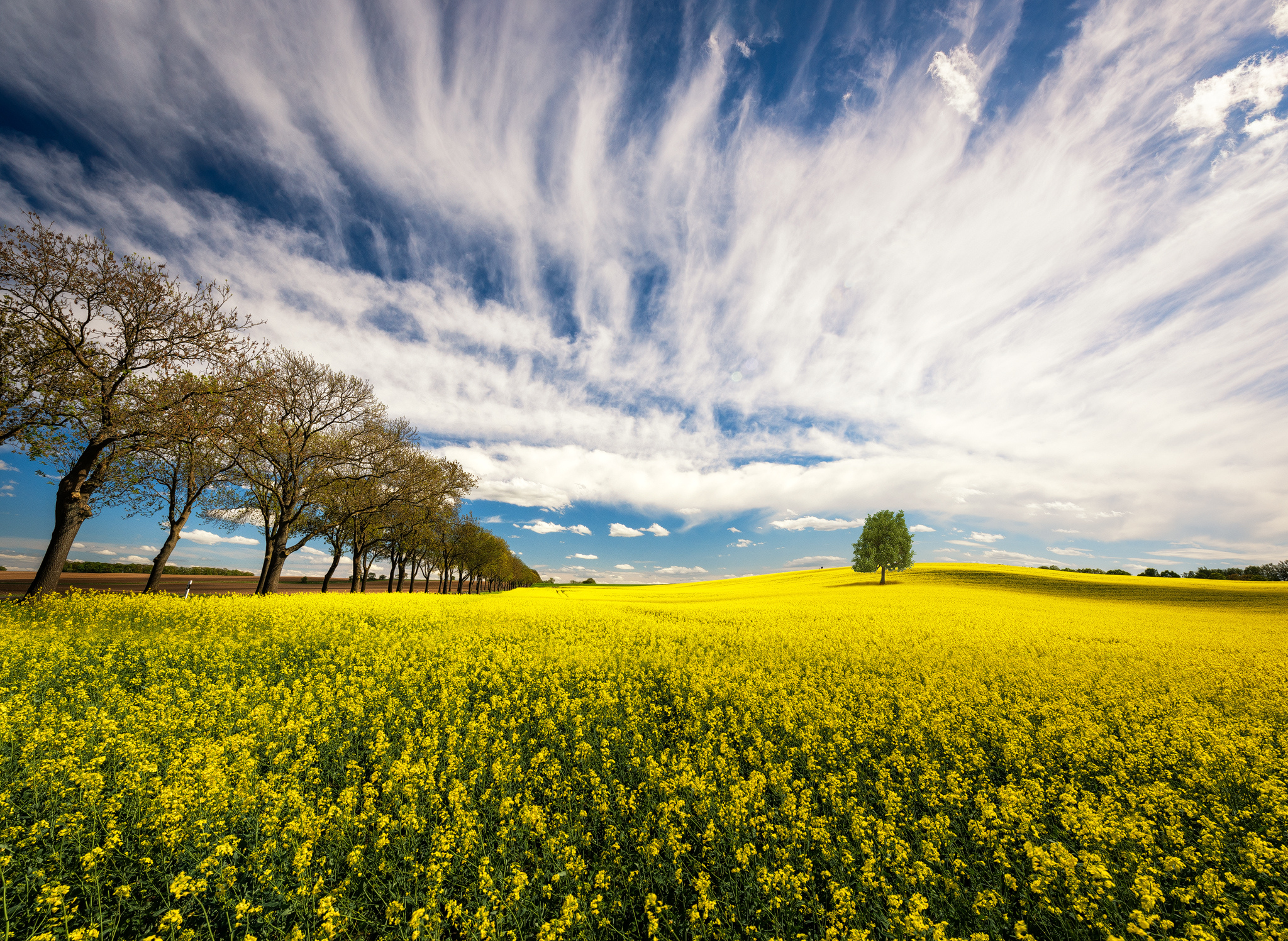 Фото бесплатно облака, жёлтые цветы, деревья
