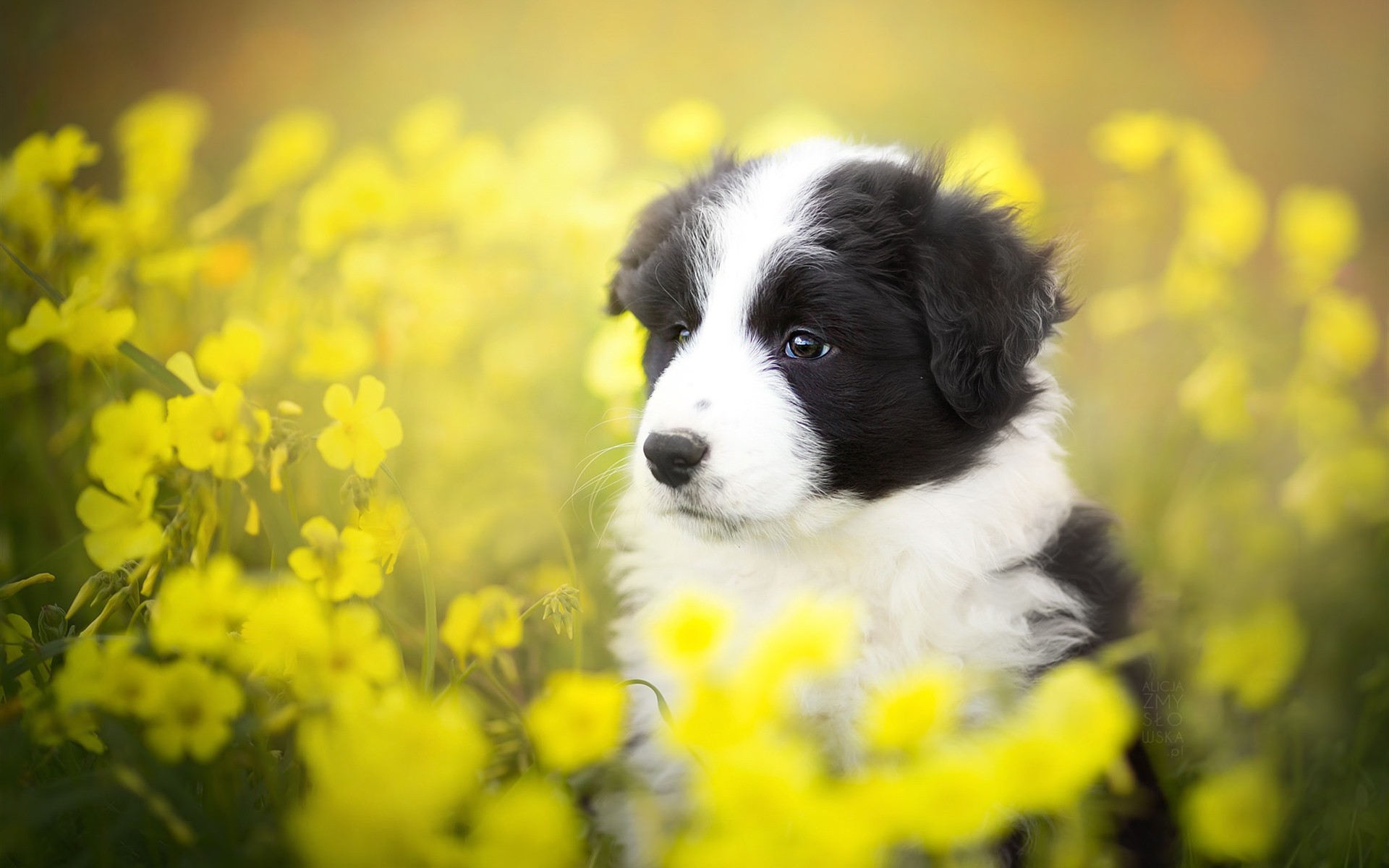 Фото бесплатно обои милая собака, жёлтые цветы, щенок