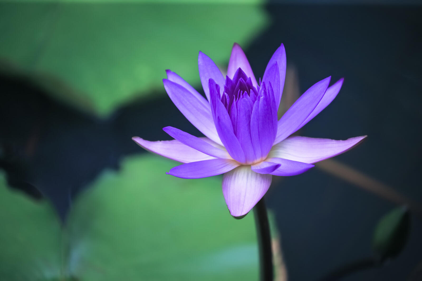 Wallpapers flora water beauty water lily on the desktop
